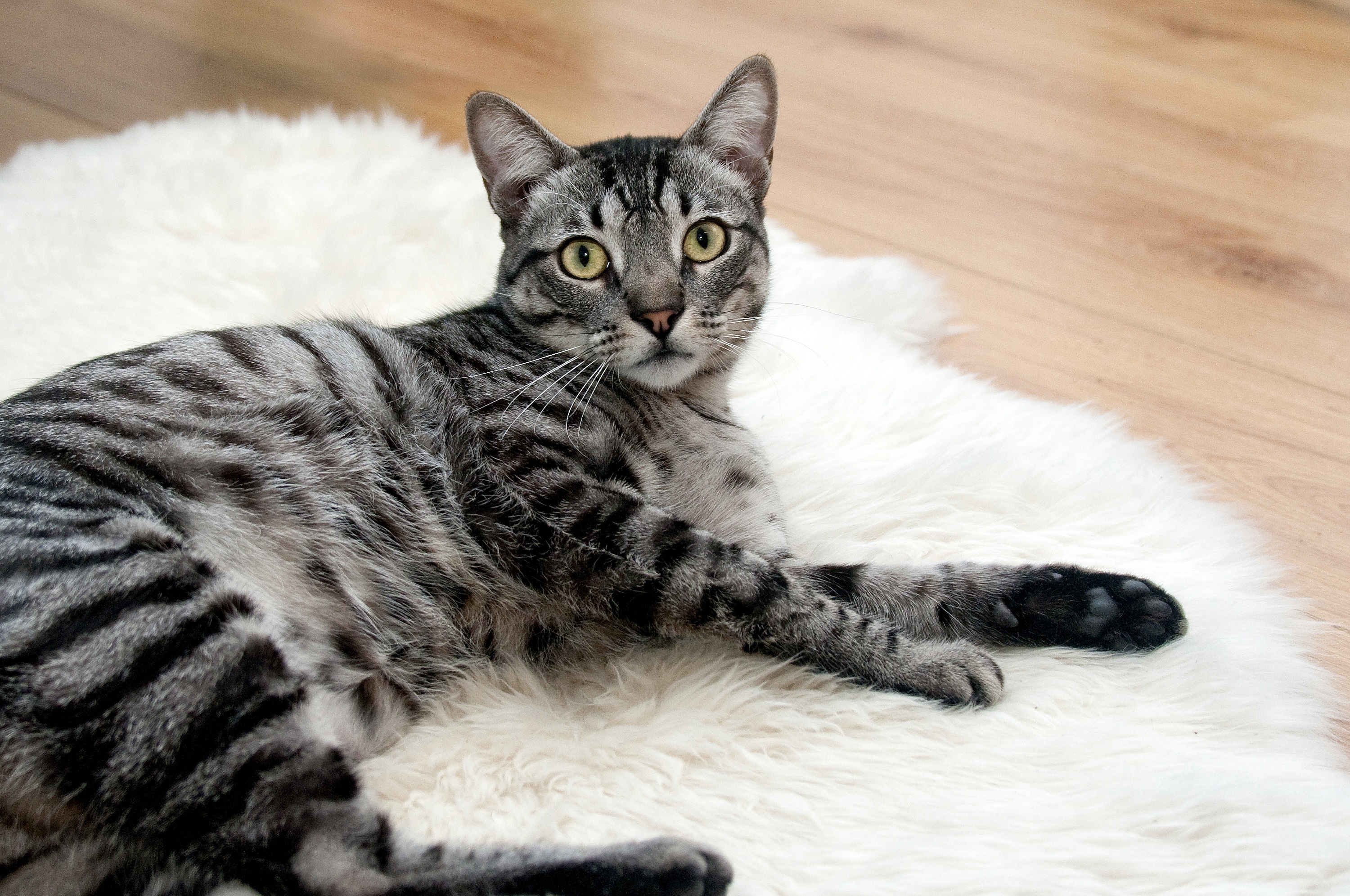 Free photo A striped cat lying on a white fluffy mat