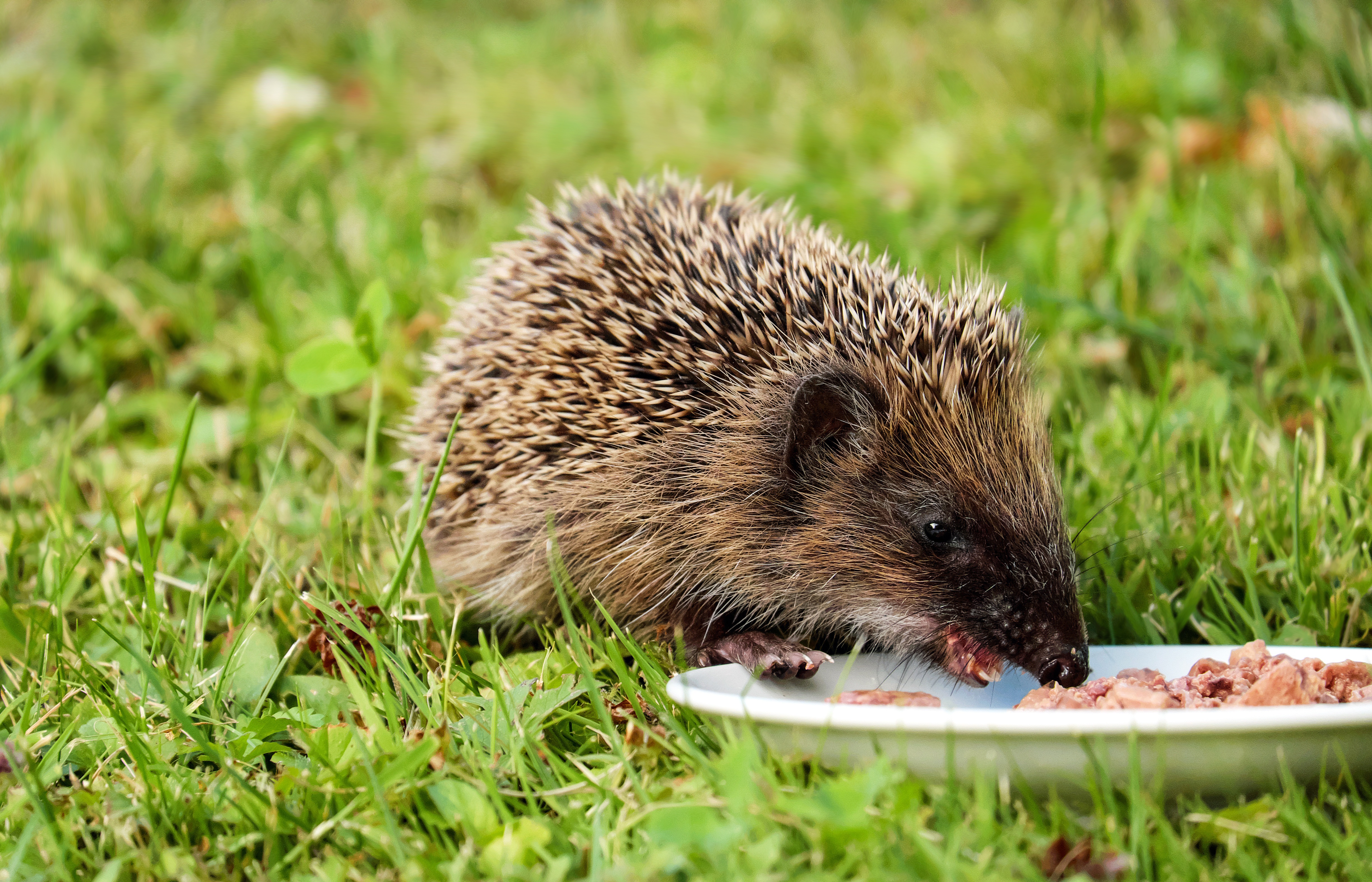 Wallpapers animal wildlife young on the desktop