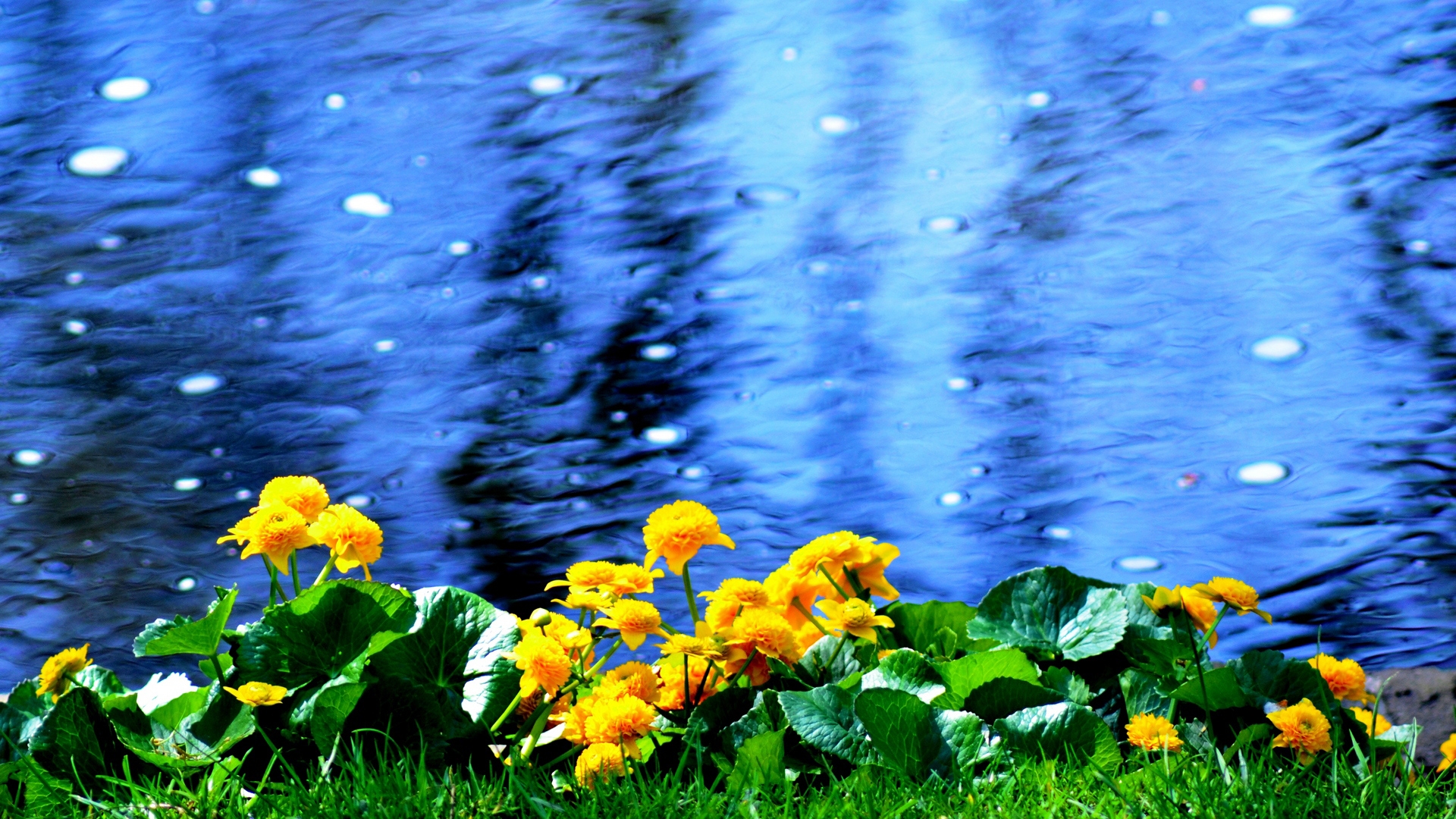 桌面上的壁纸鲜花 海滩 自然