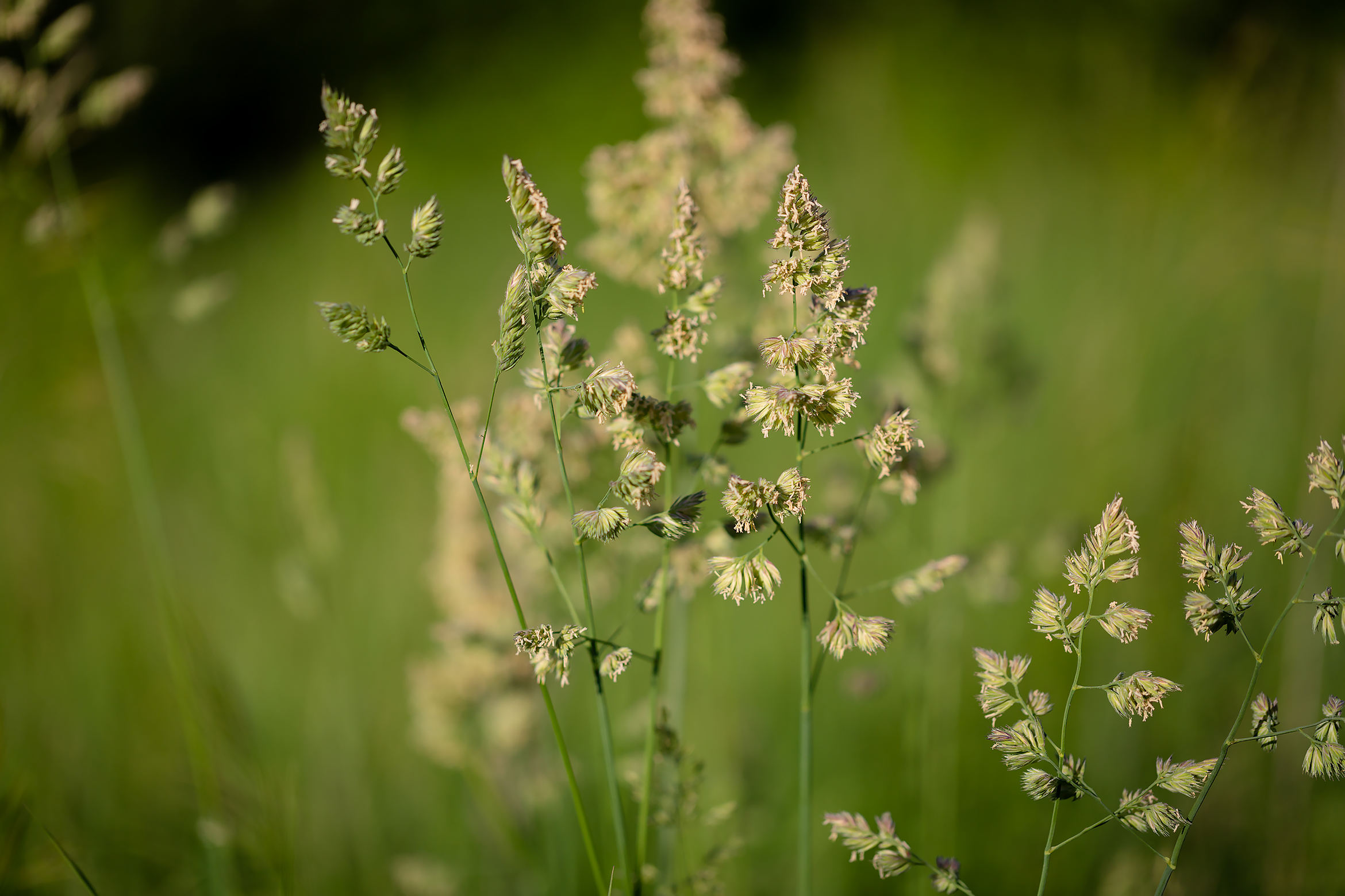 Free photo Just grass