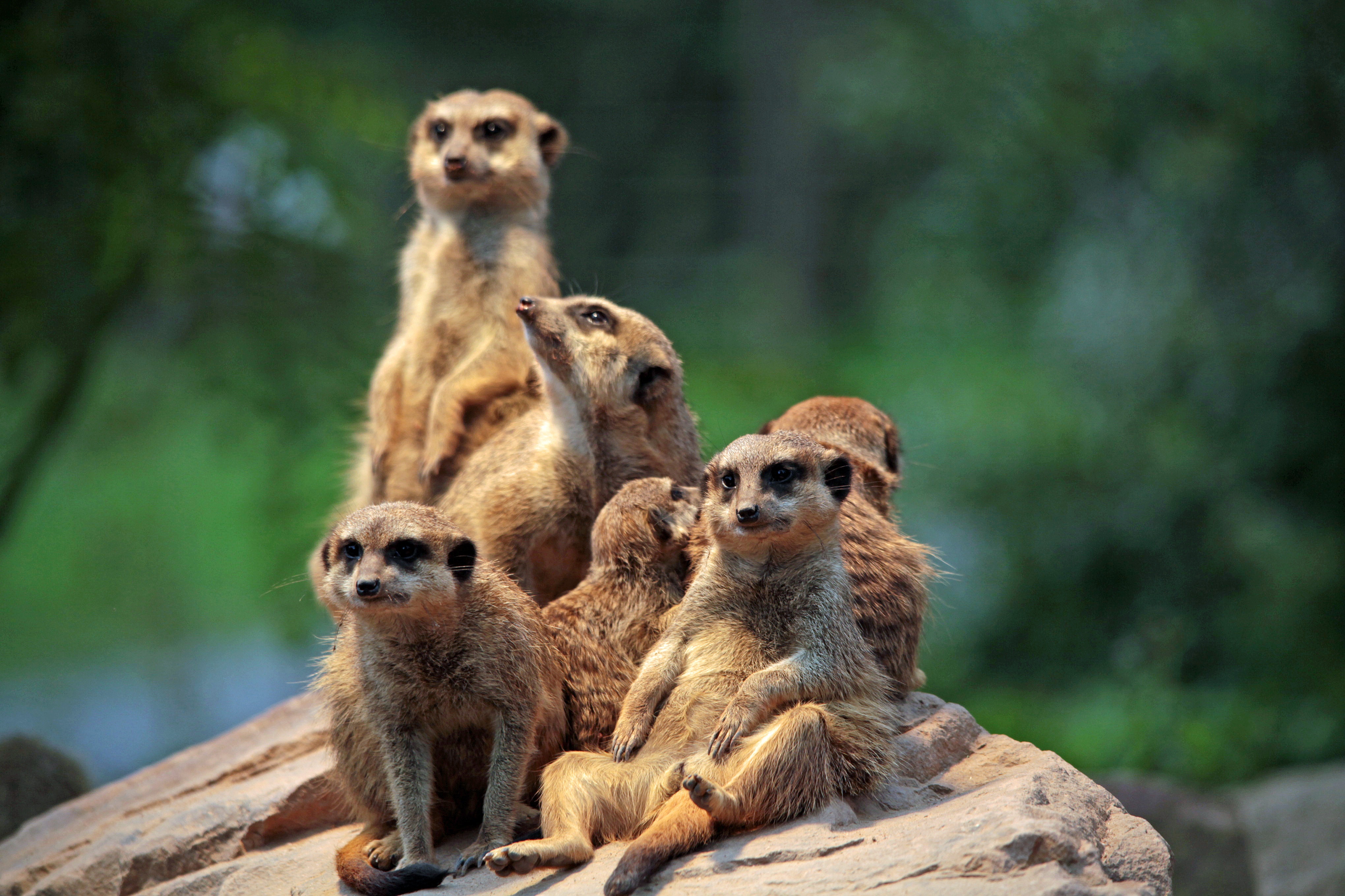 Wallpapers meerkat in the sun relaxing on the desktop