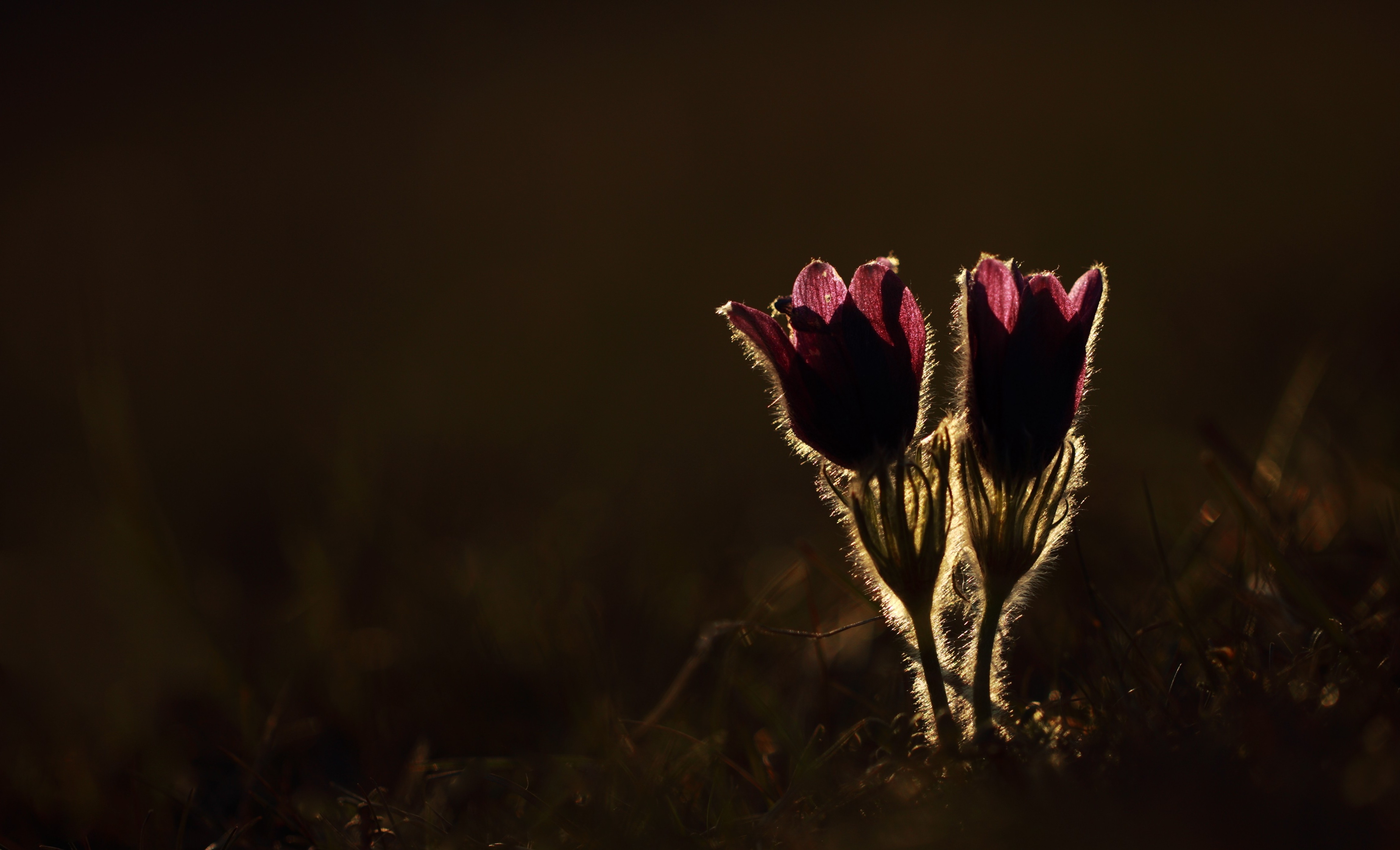 Free photo Two little flowers sprouted in the ground.