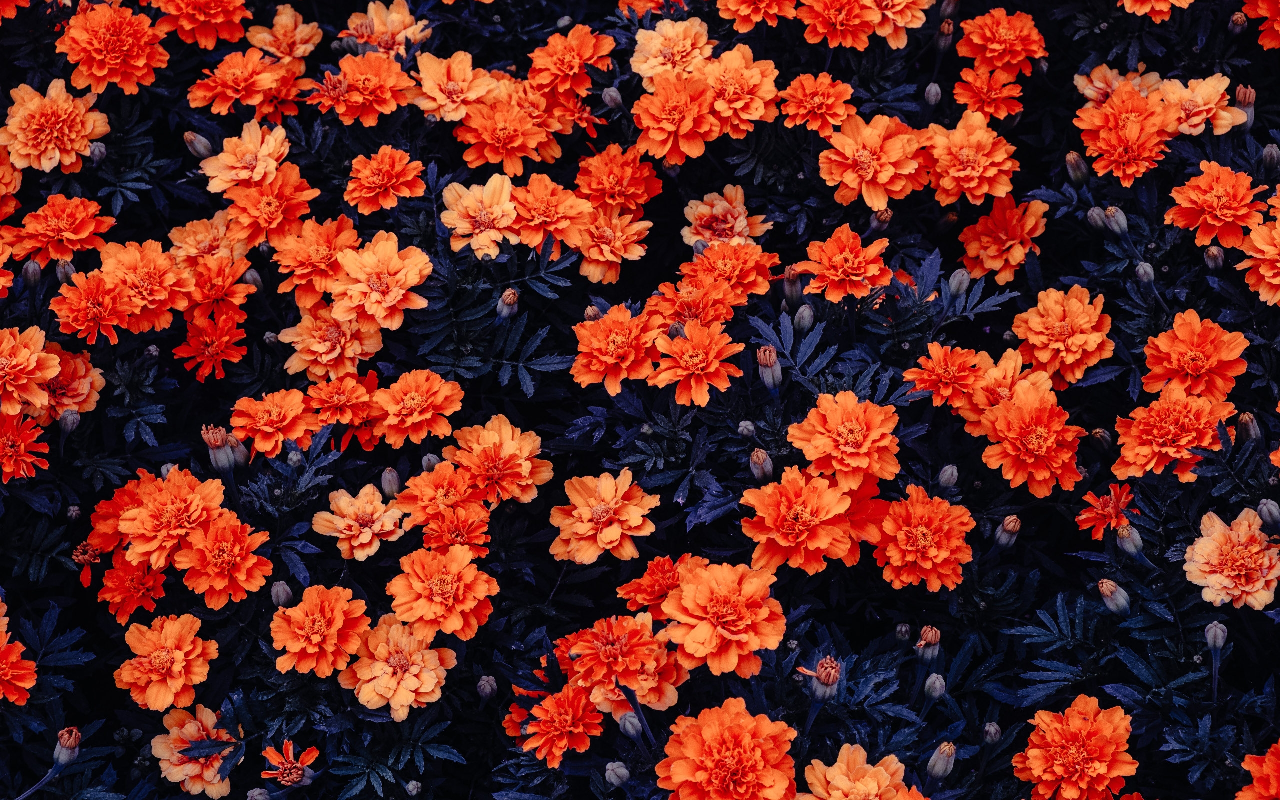 桌面上的壁纸橙色花朵壁纸 园林 鲜花