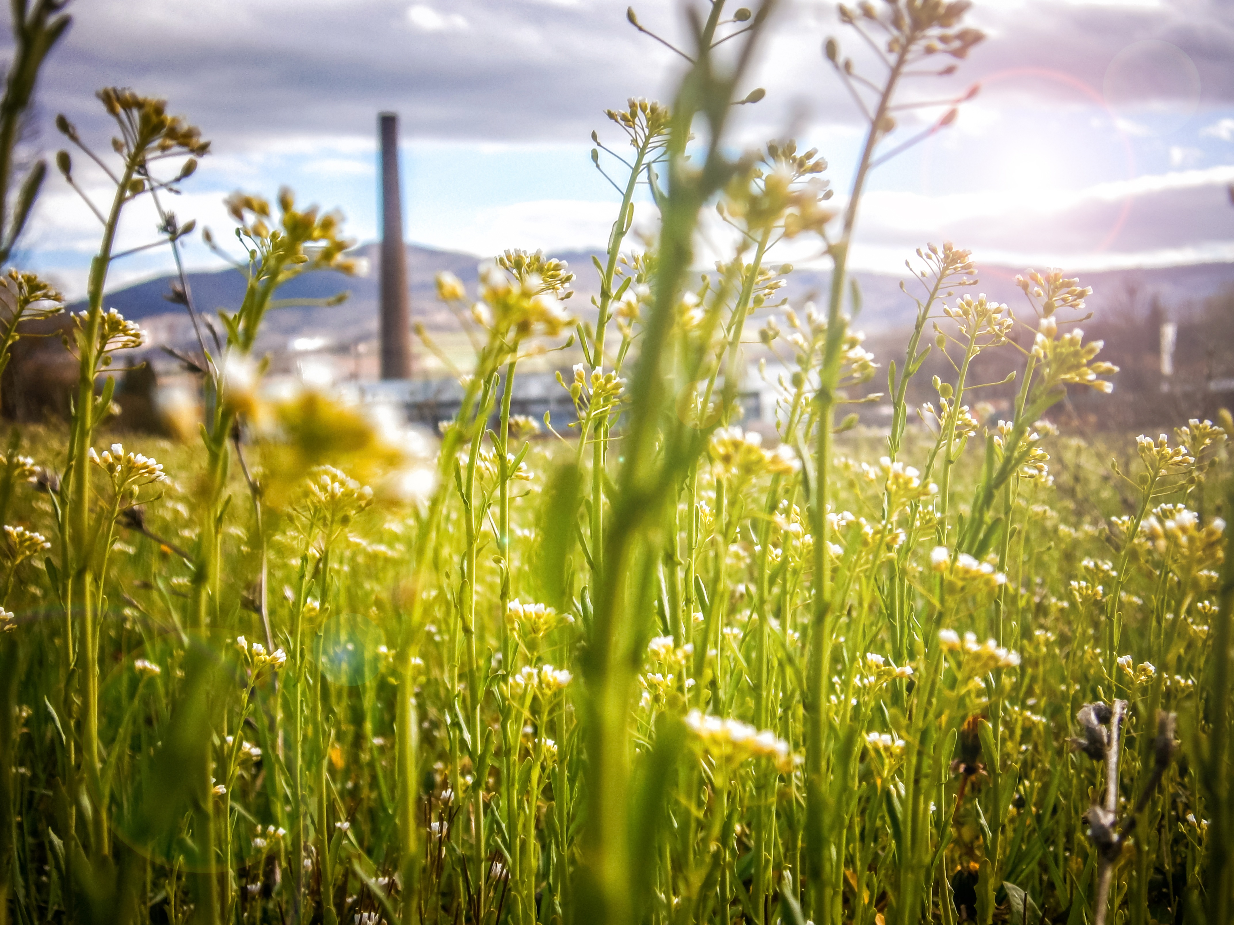 Wallpapers nature grass plant on the desktop