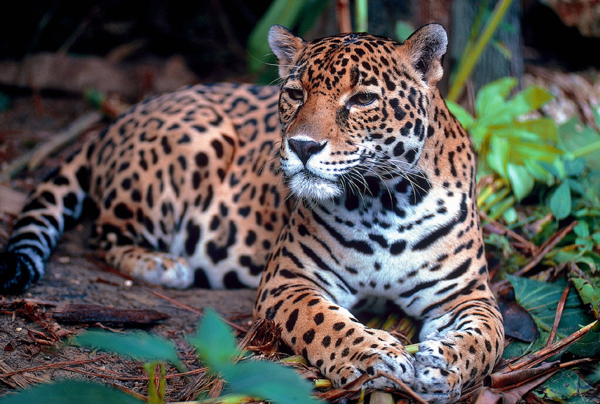 Free photo The leopard rests looking into the distance.