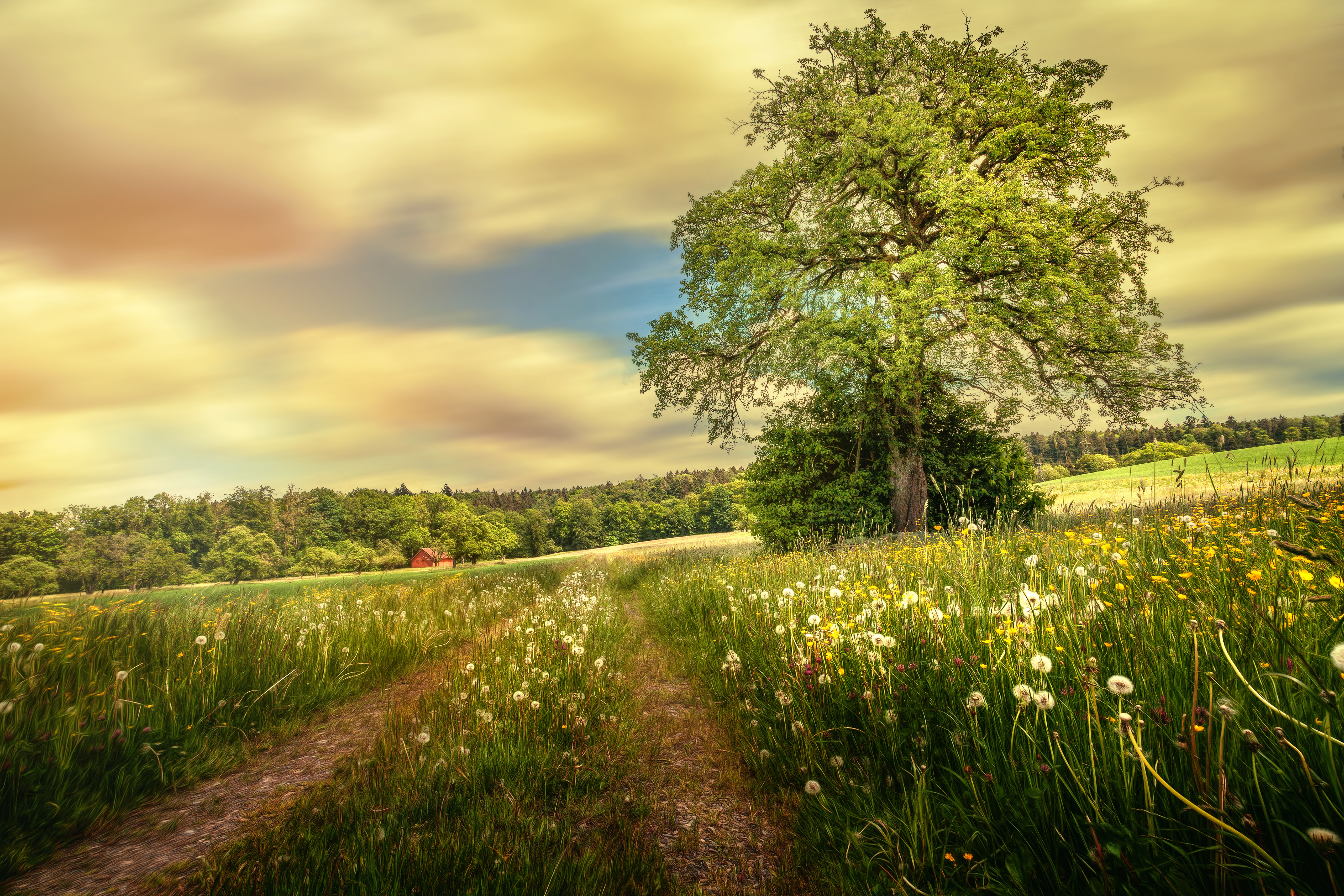 Wallpapers sunset tree beauty on the desktop