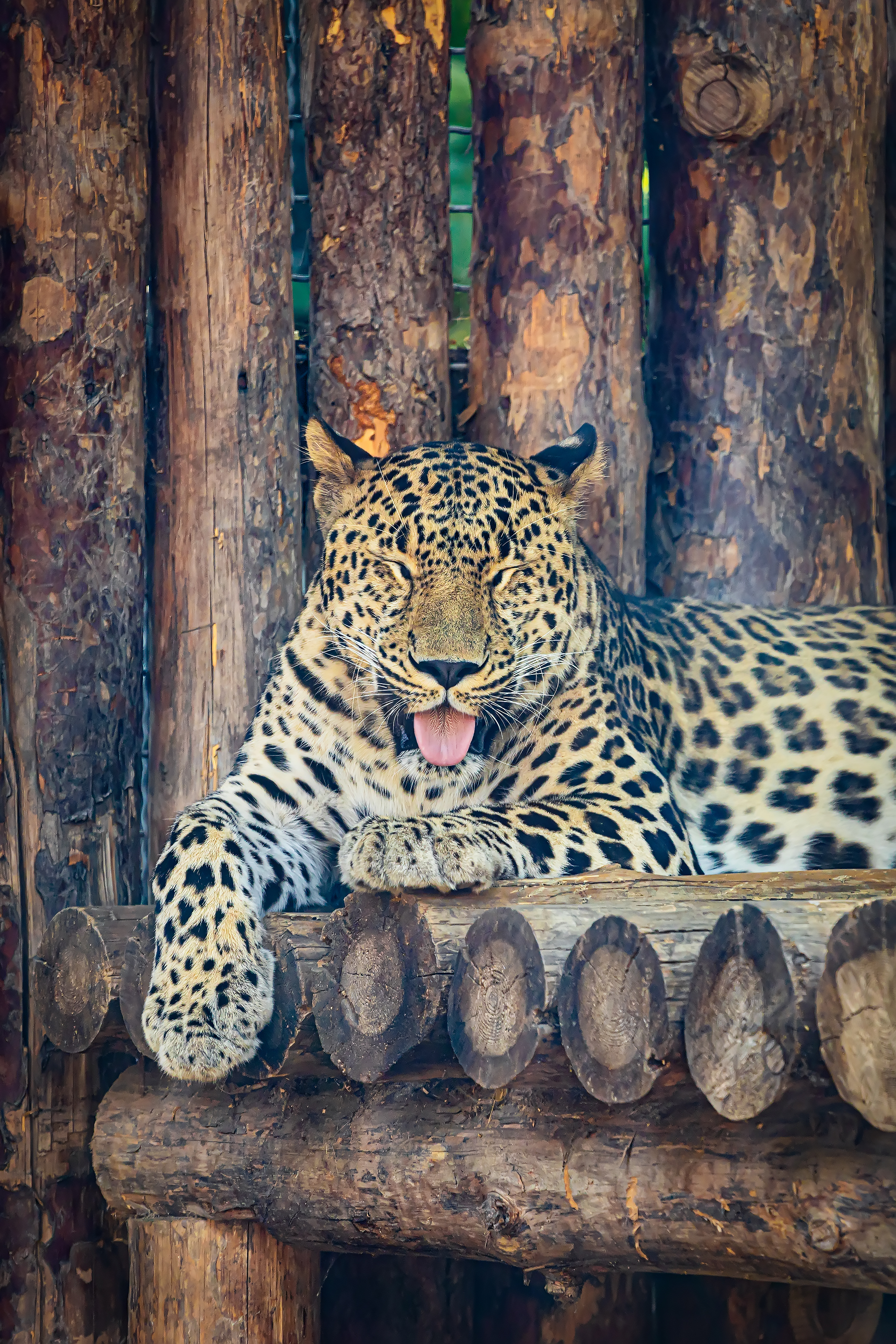 免费照片豹子睡觉时会伸出舌头。