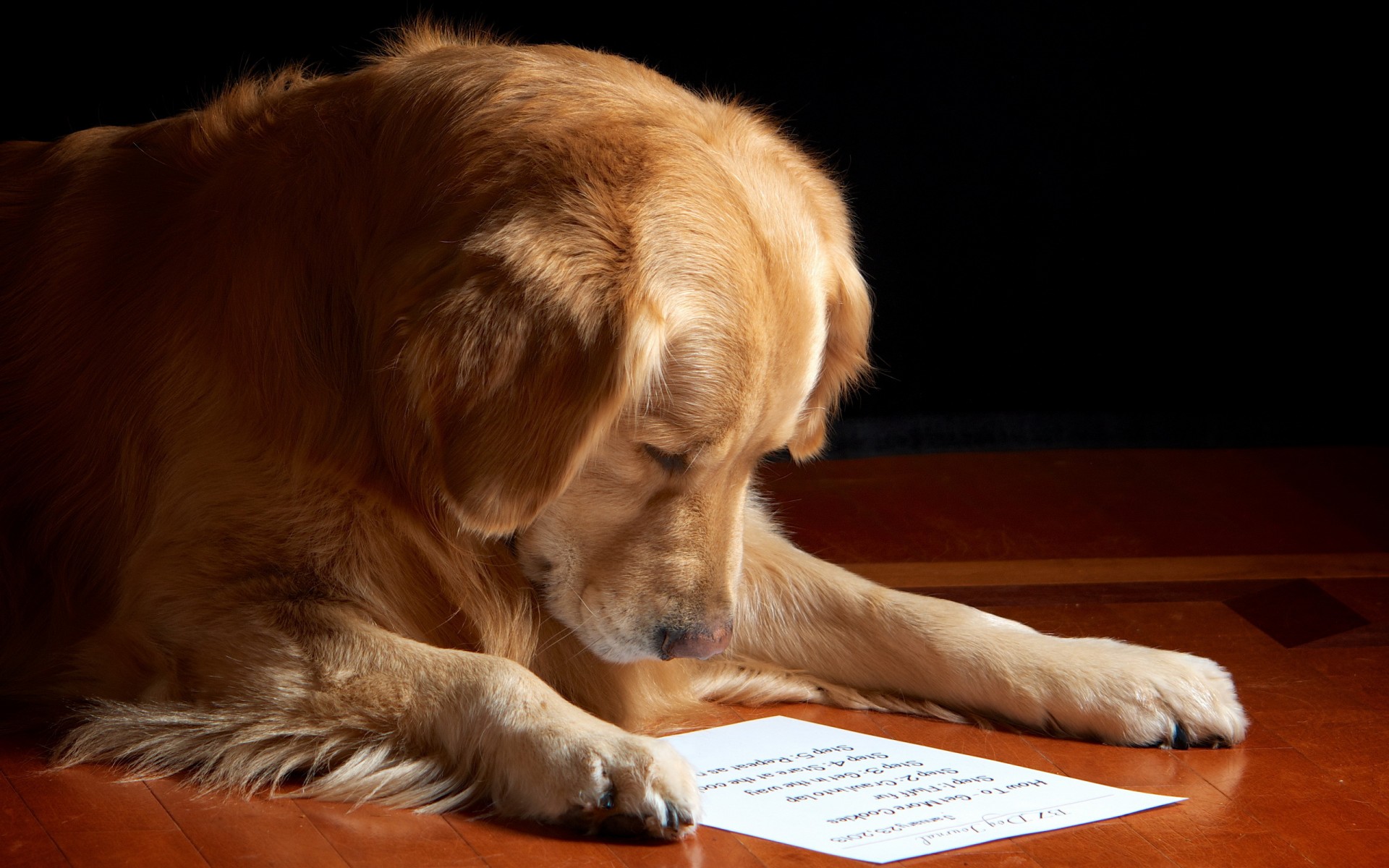 狗狗仔细阅读