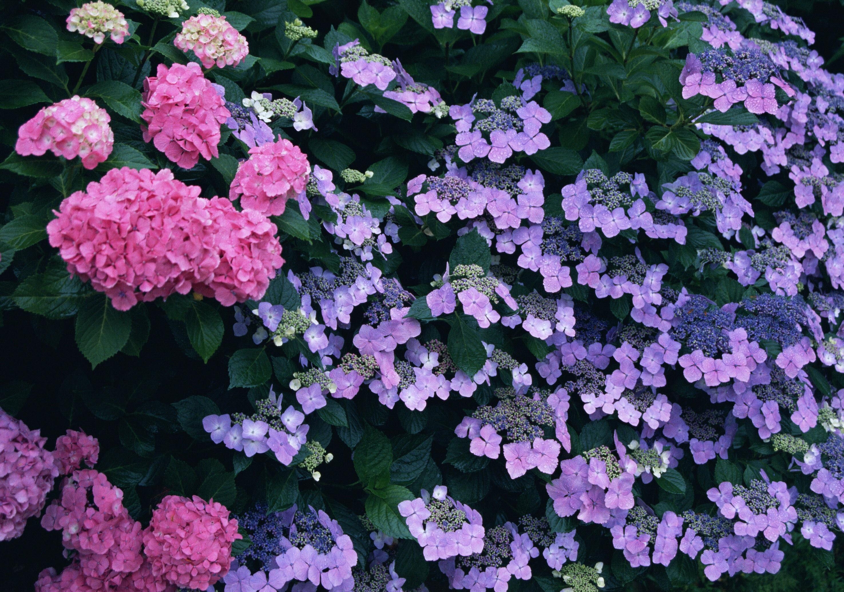 Shrubs with flowers