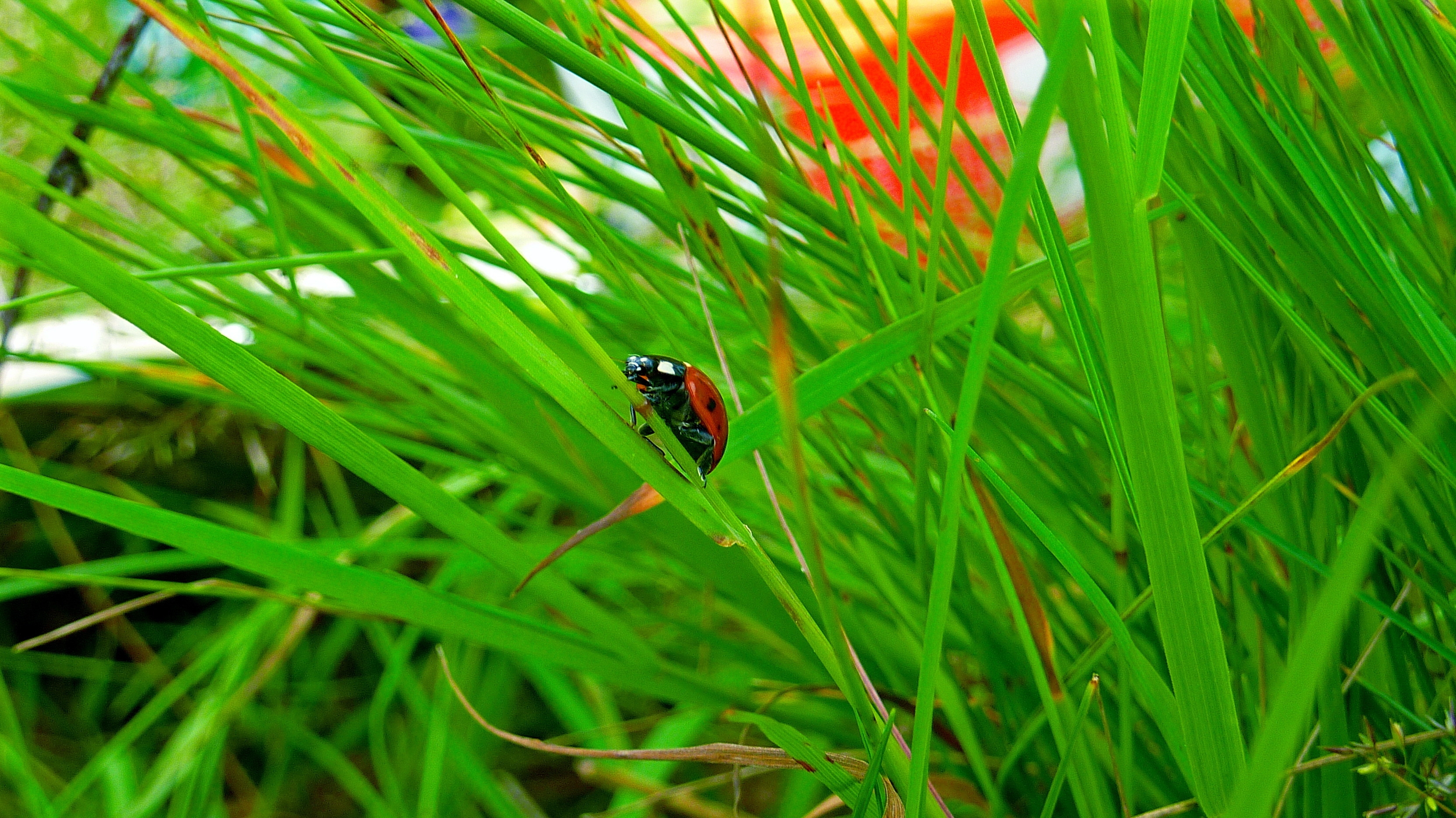 A ladybug crawls through the green grass.