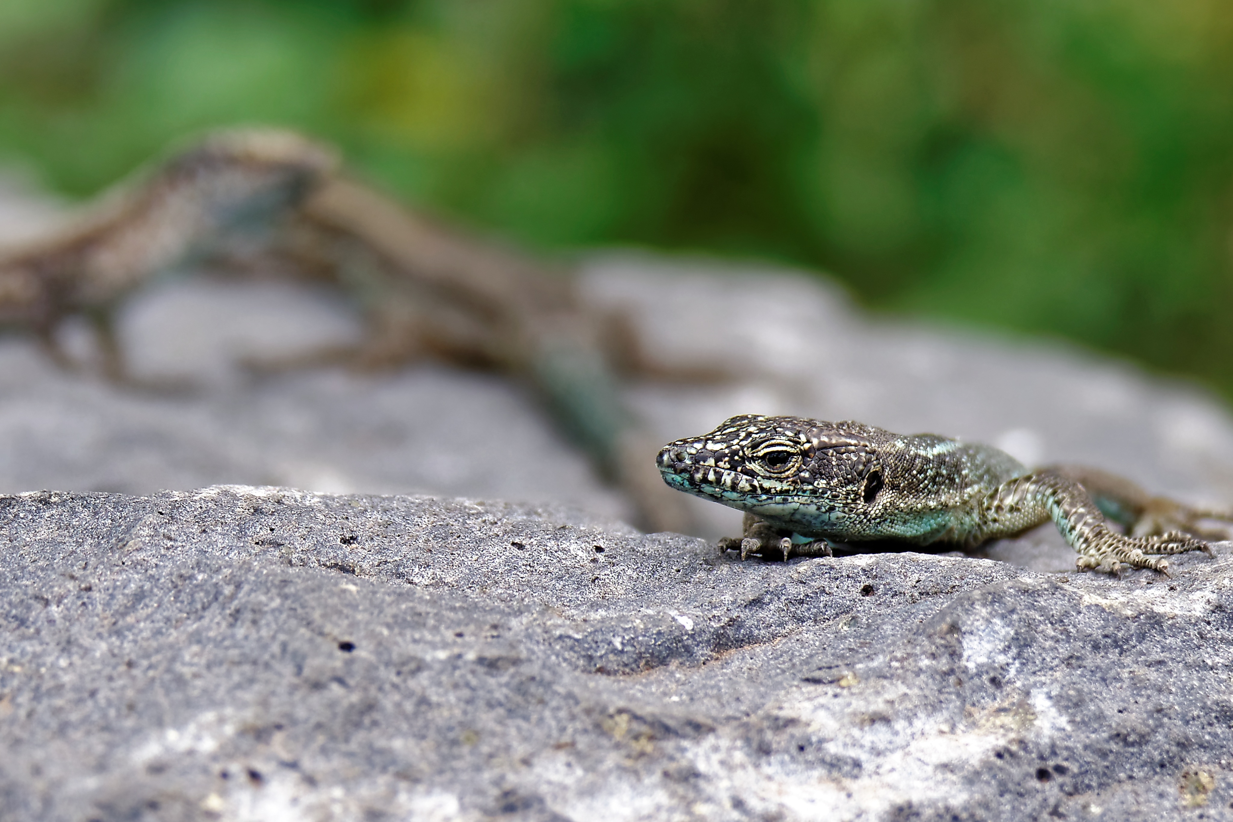 Free photo A lizard on a rock