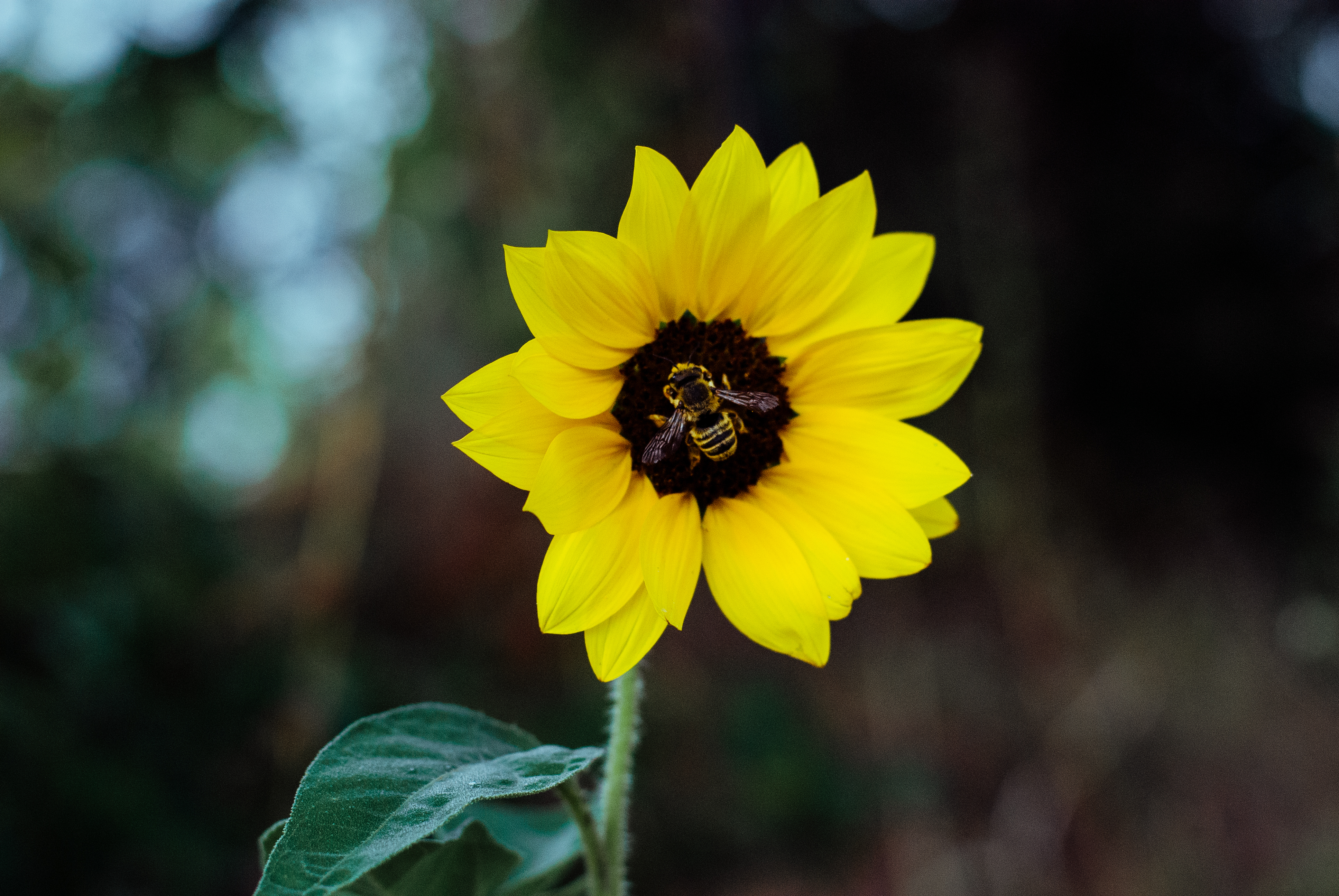 A bee on a sunflower