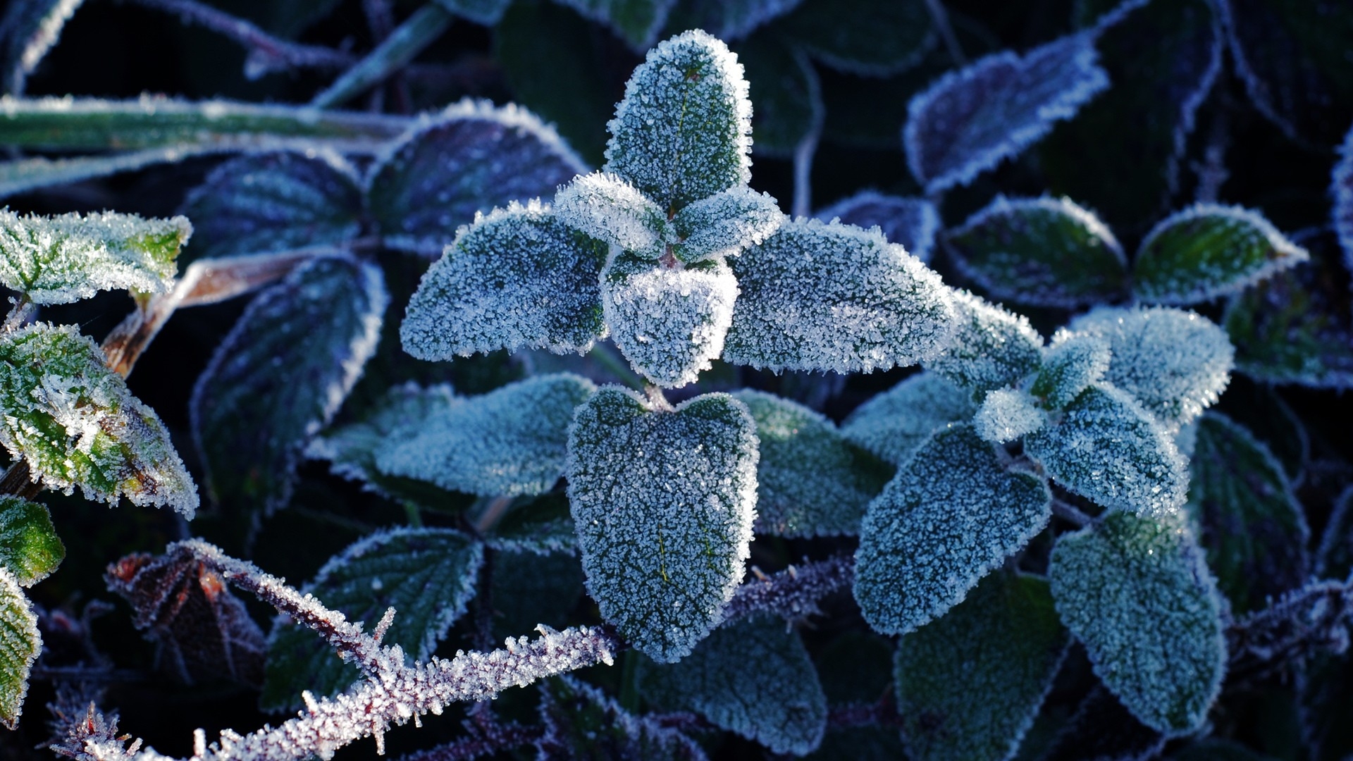 Wallpapers plants frost leaves on the desktop