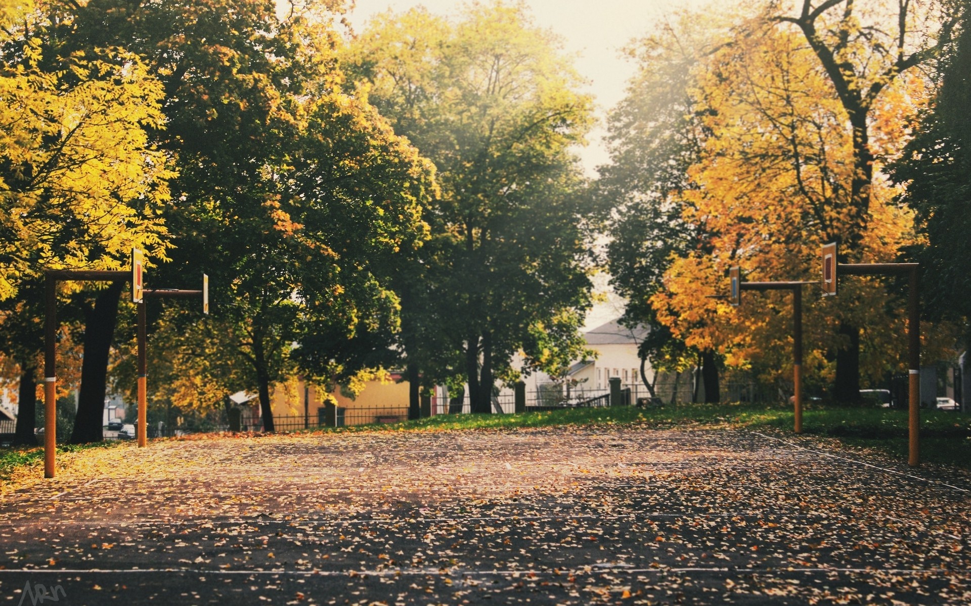 桌面上的壁纸日光 树木 摔跟头