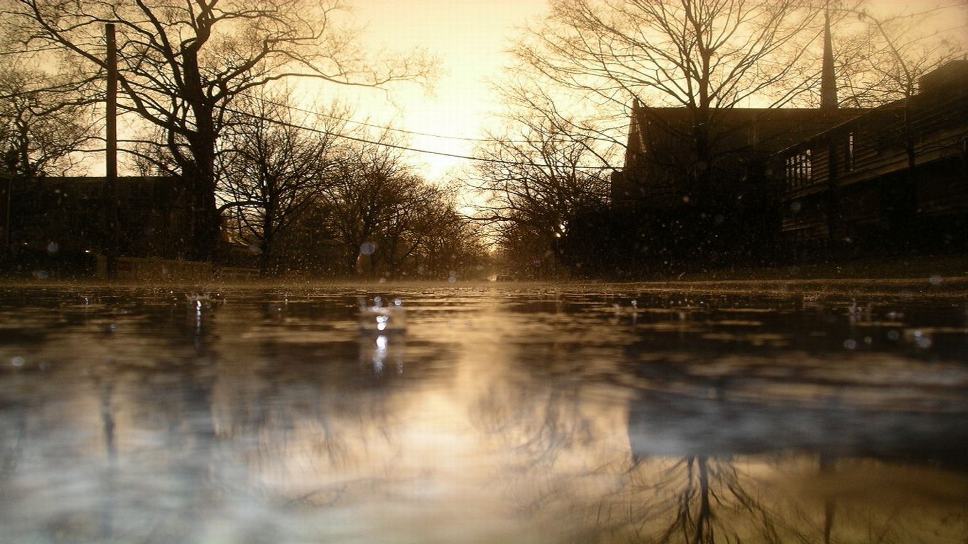 Wallpapers sunlight trees sunset on the desktop