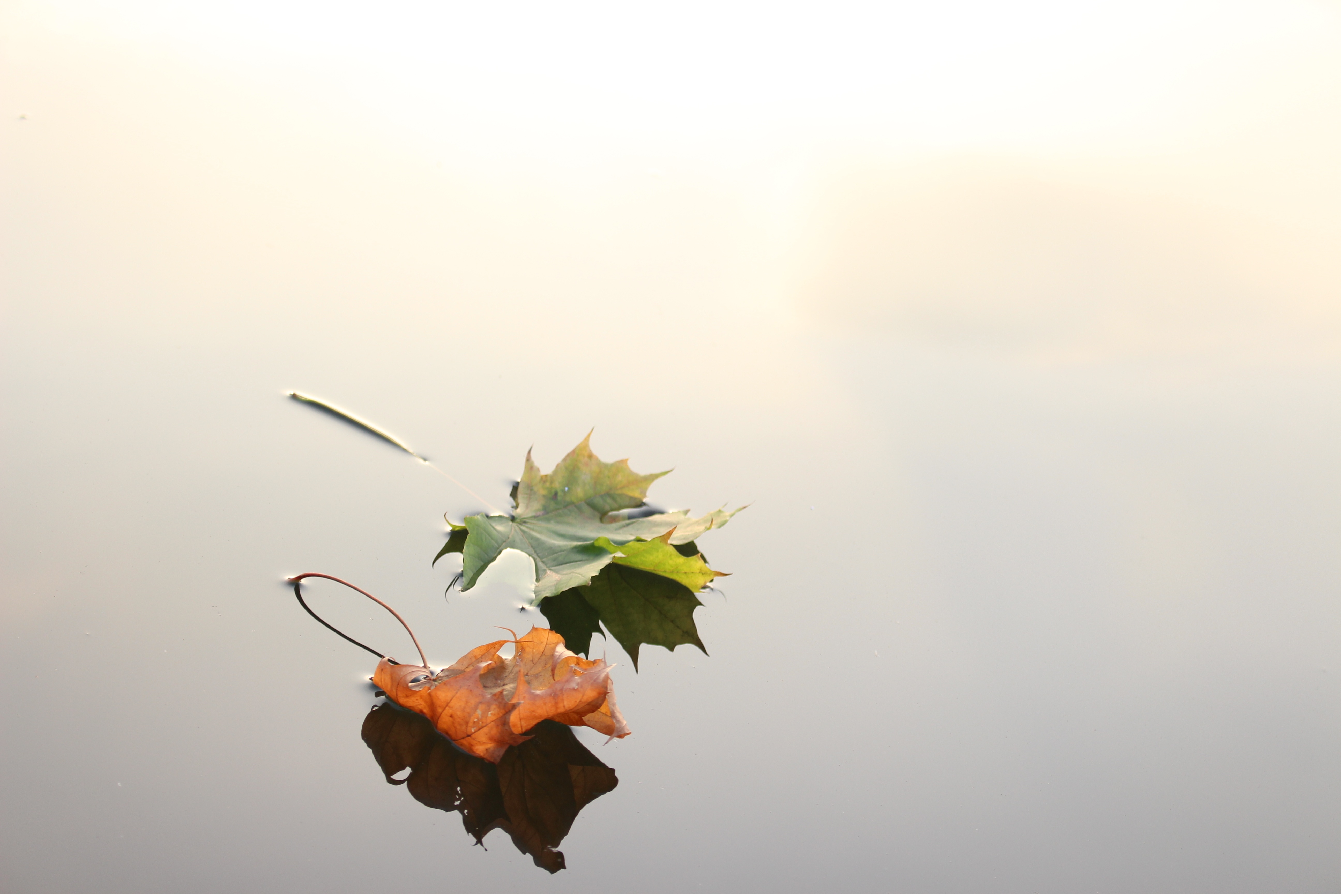Maple leaves floating on the water.
