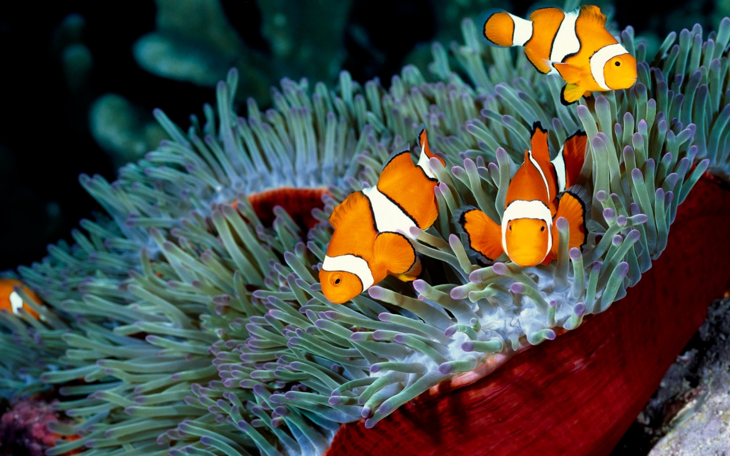 Free photo Nemo and Friends