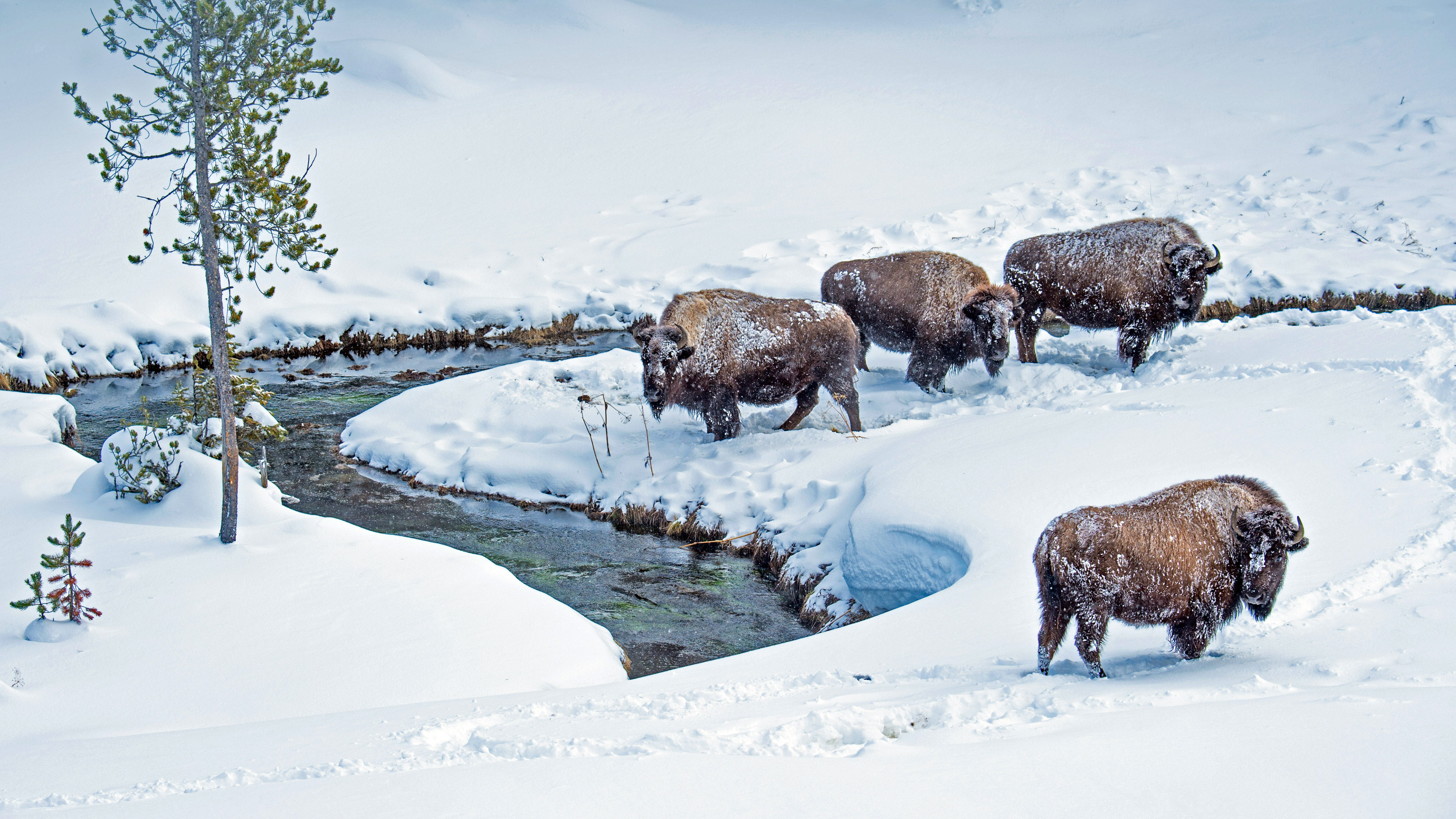 免费照片冬天的野牛来解渴