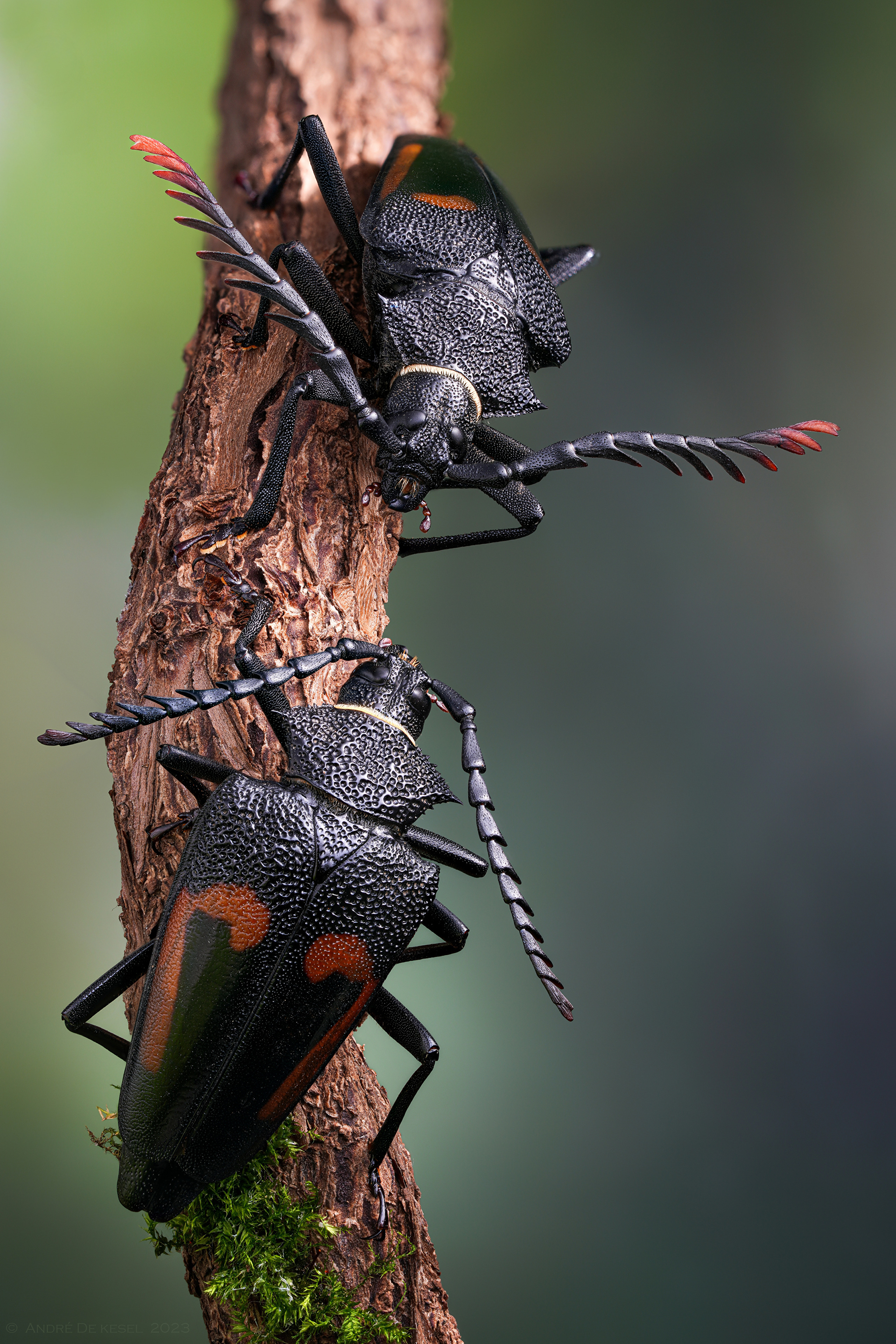 两只甲虫在树枝上相遇