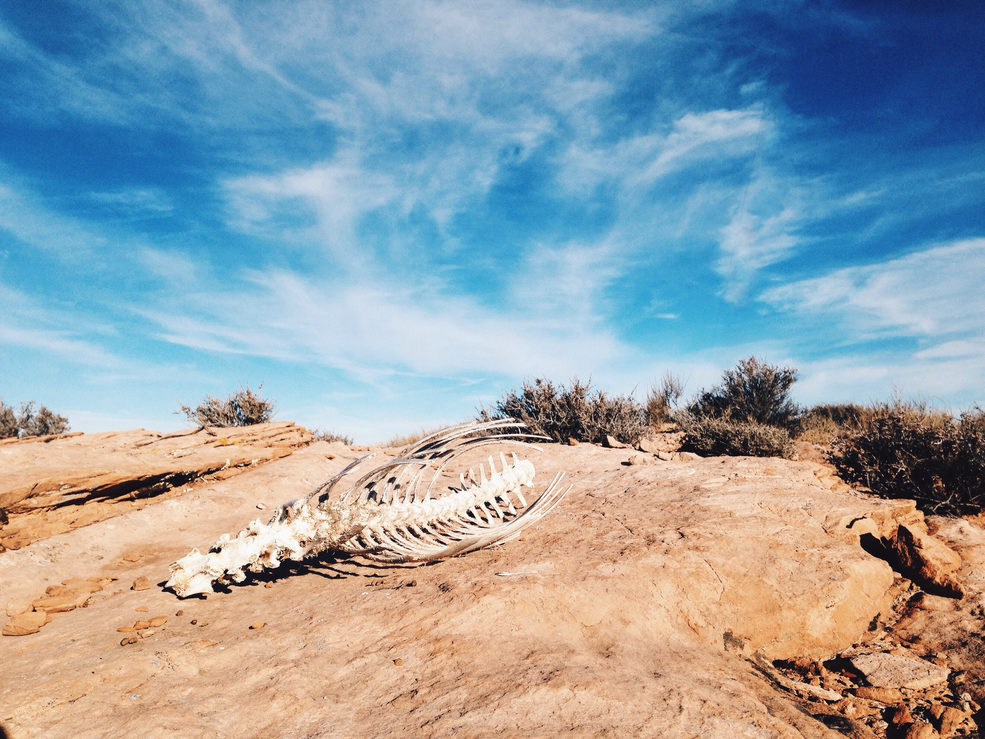 沙漠中的动物骨架