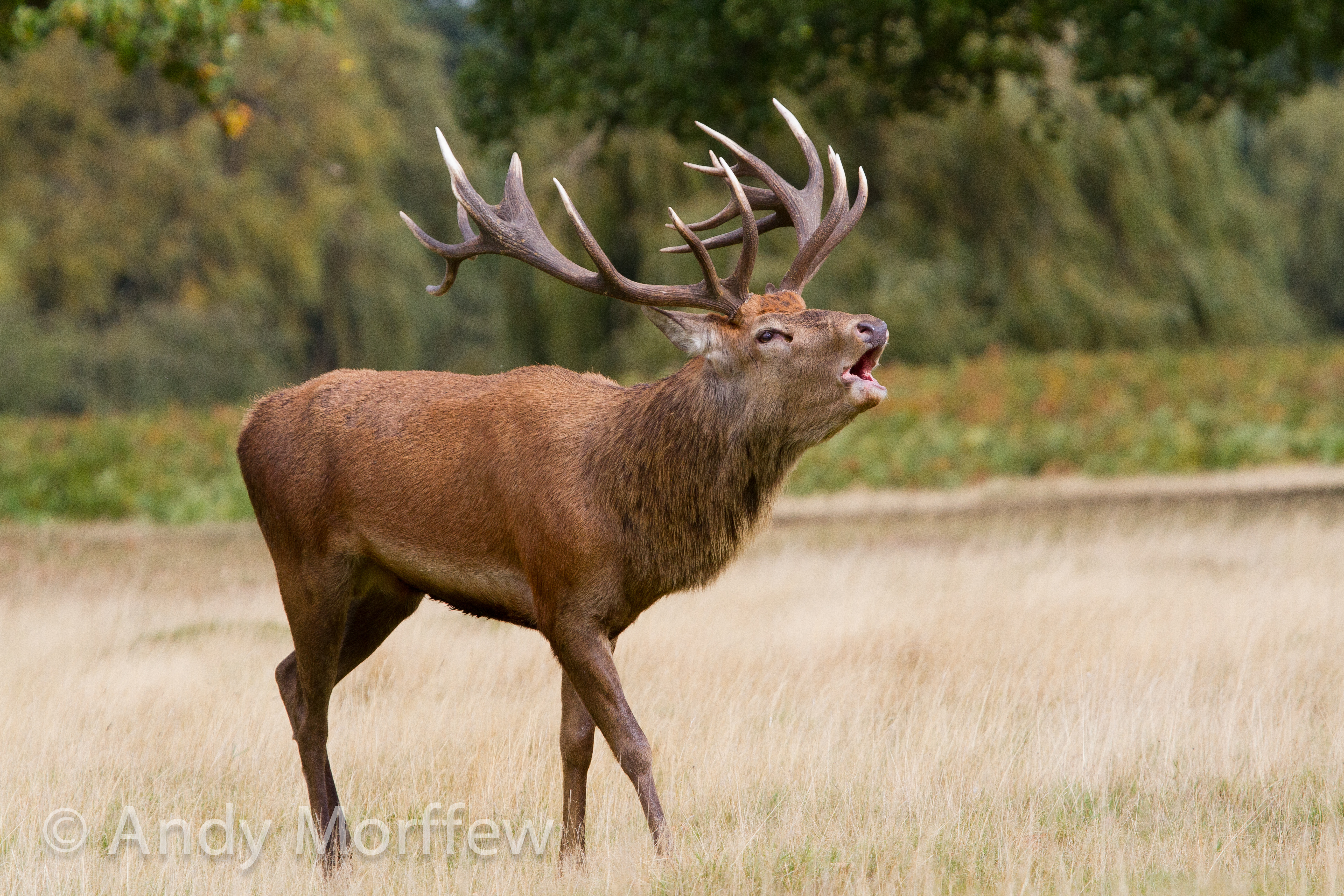 Free photo A screaming moose