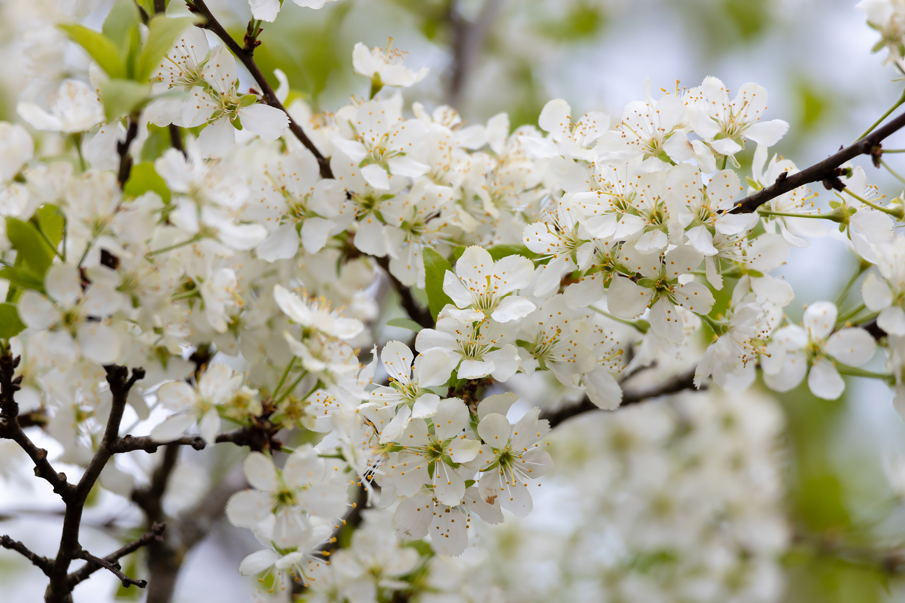 Бесплатное фото Весенняя цветущая ветка вишни