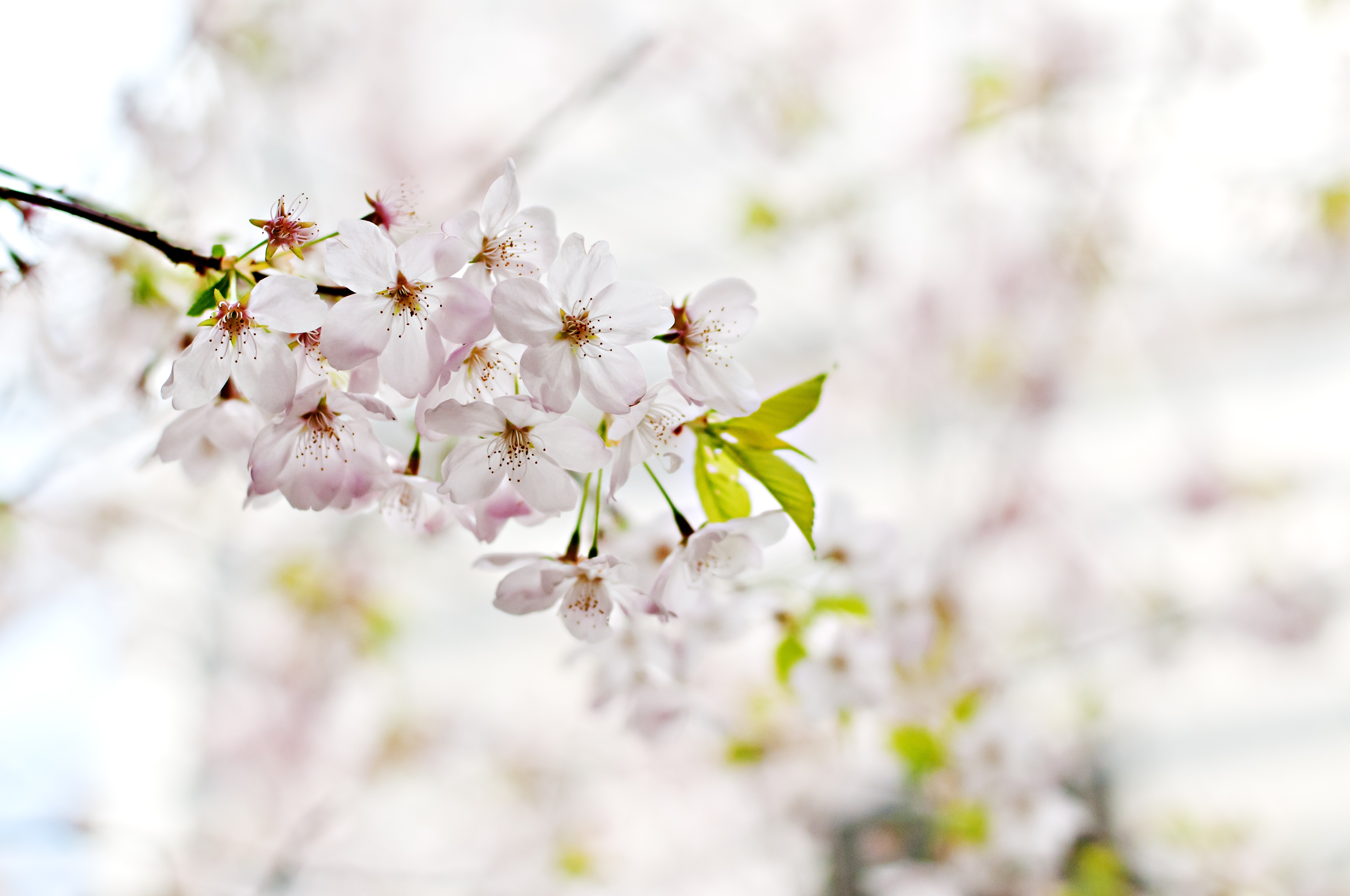 Free photo Spring sprig with flowers