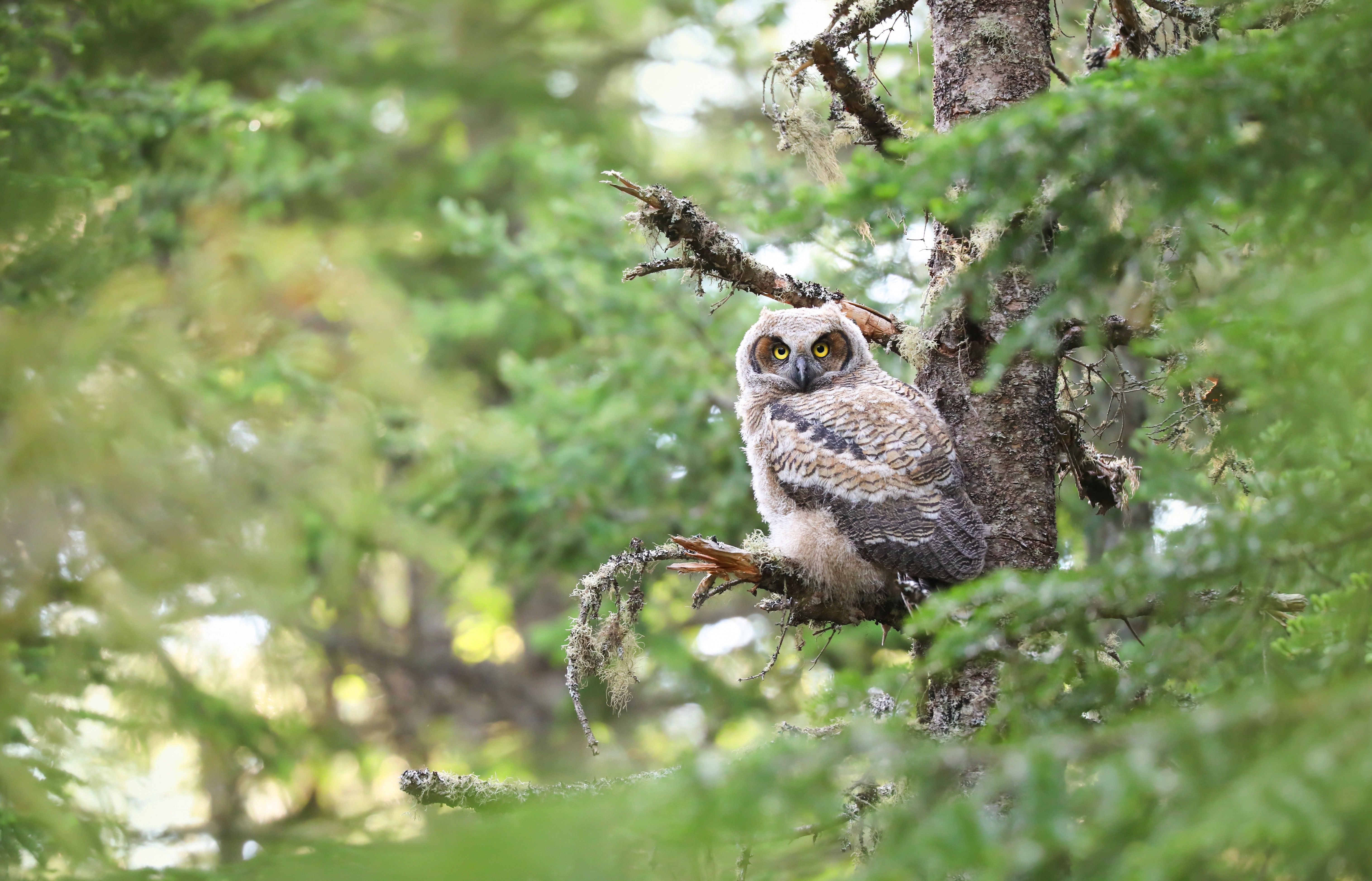 Free photo An owl in a tree