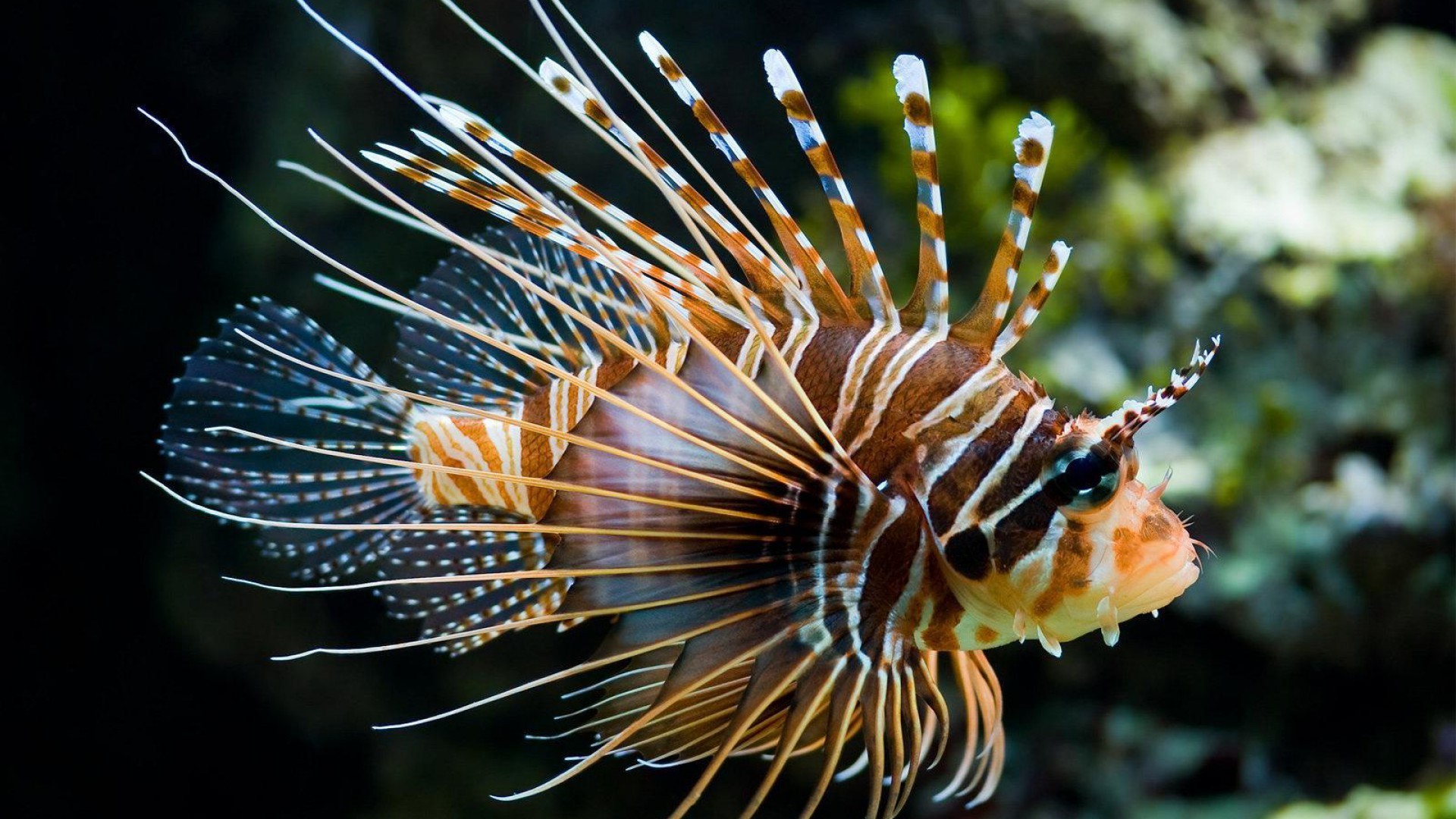 Wallpapers fish biology lion fish on the desktop