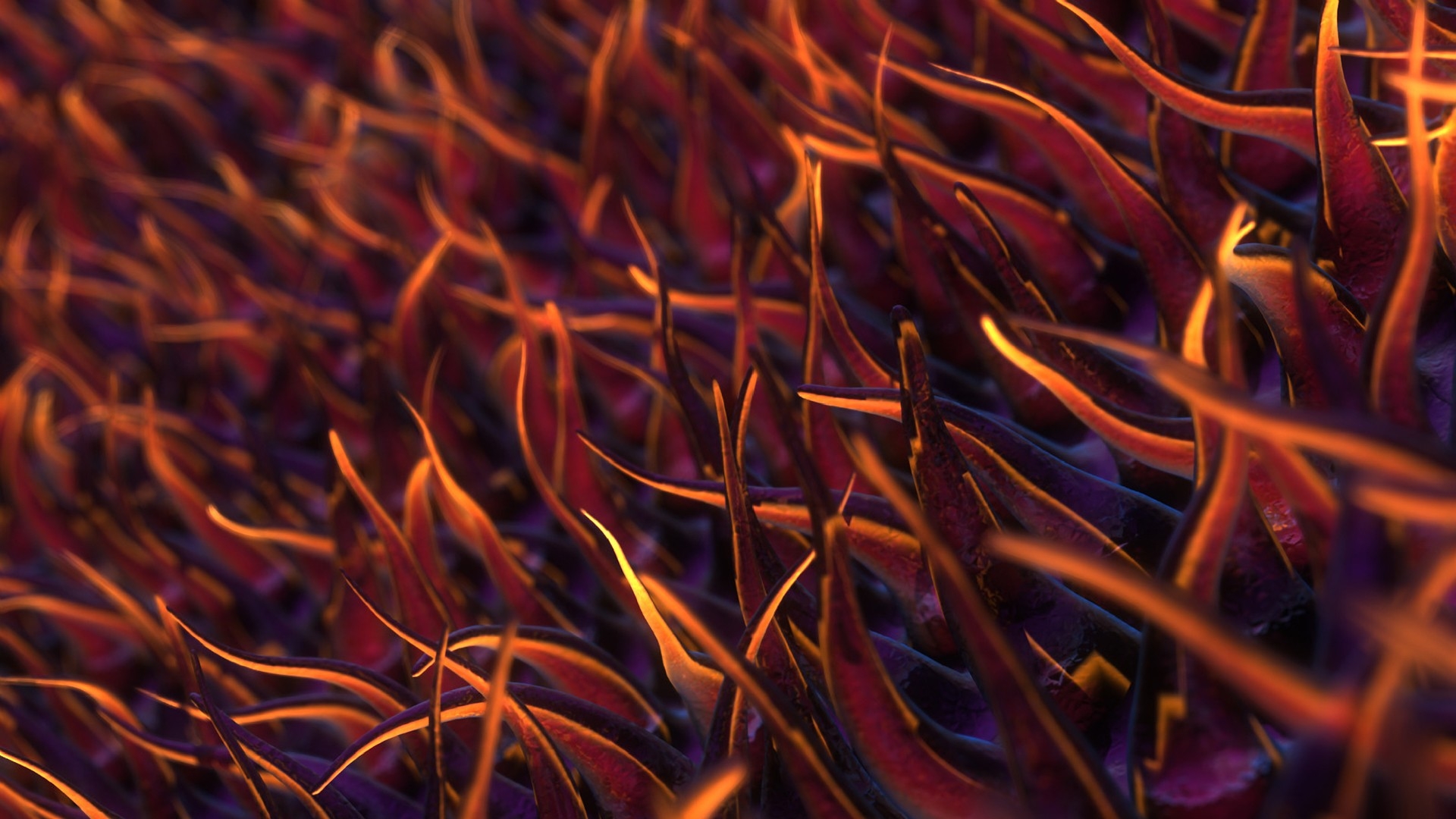 Обои цветок пыльца глубина на рабочий стол