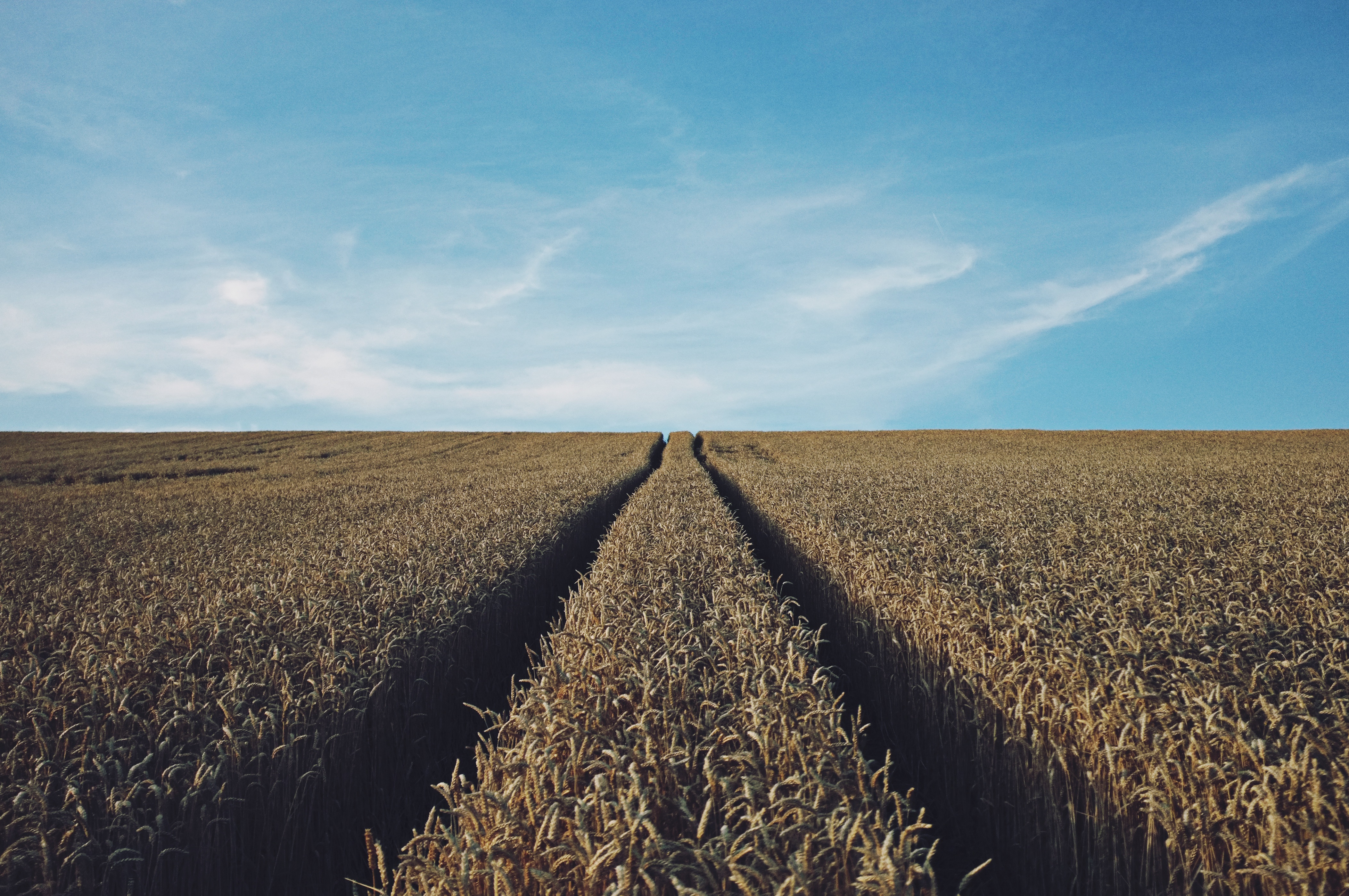 Бесплатное фото Дорога проходящая через большое поле с пшеницей