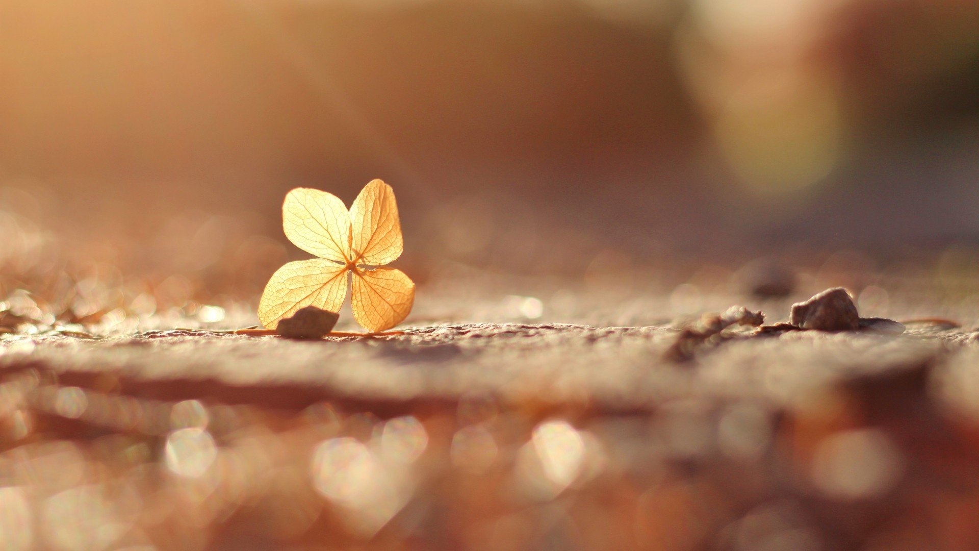 阳光下从树上落下的一片秋叶