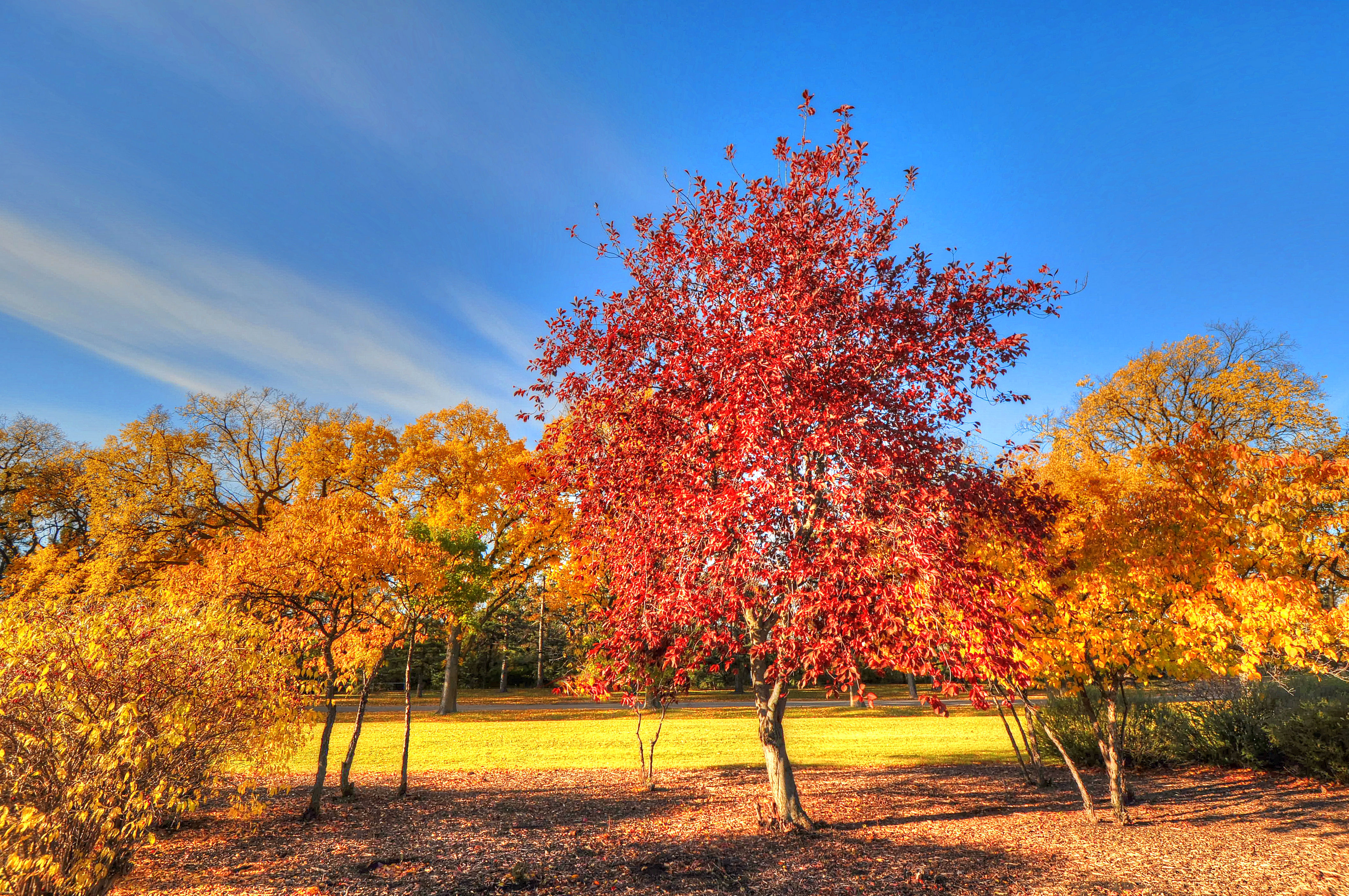 Free photo Red Autumn Tree