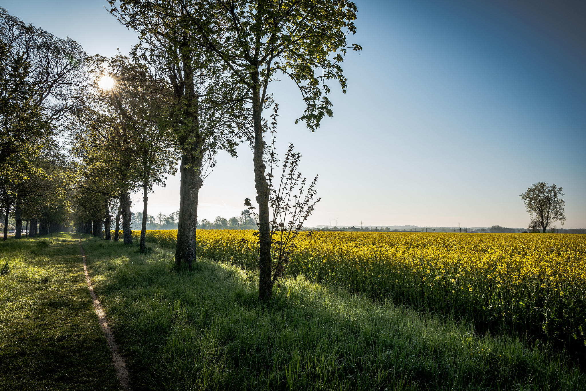 Free photo Download trees, field