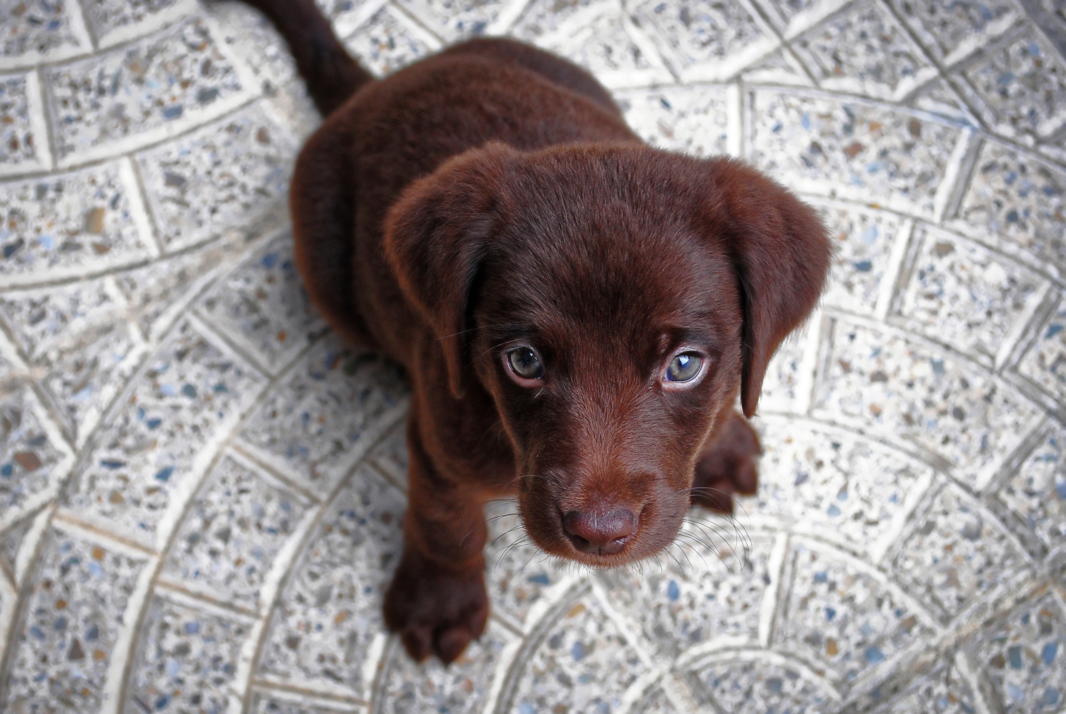 桌面上的壁纸幼犬 狗 动物