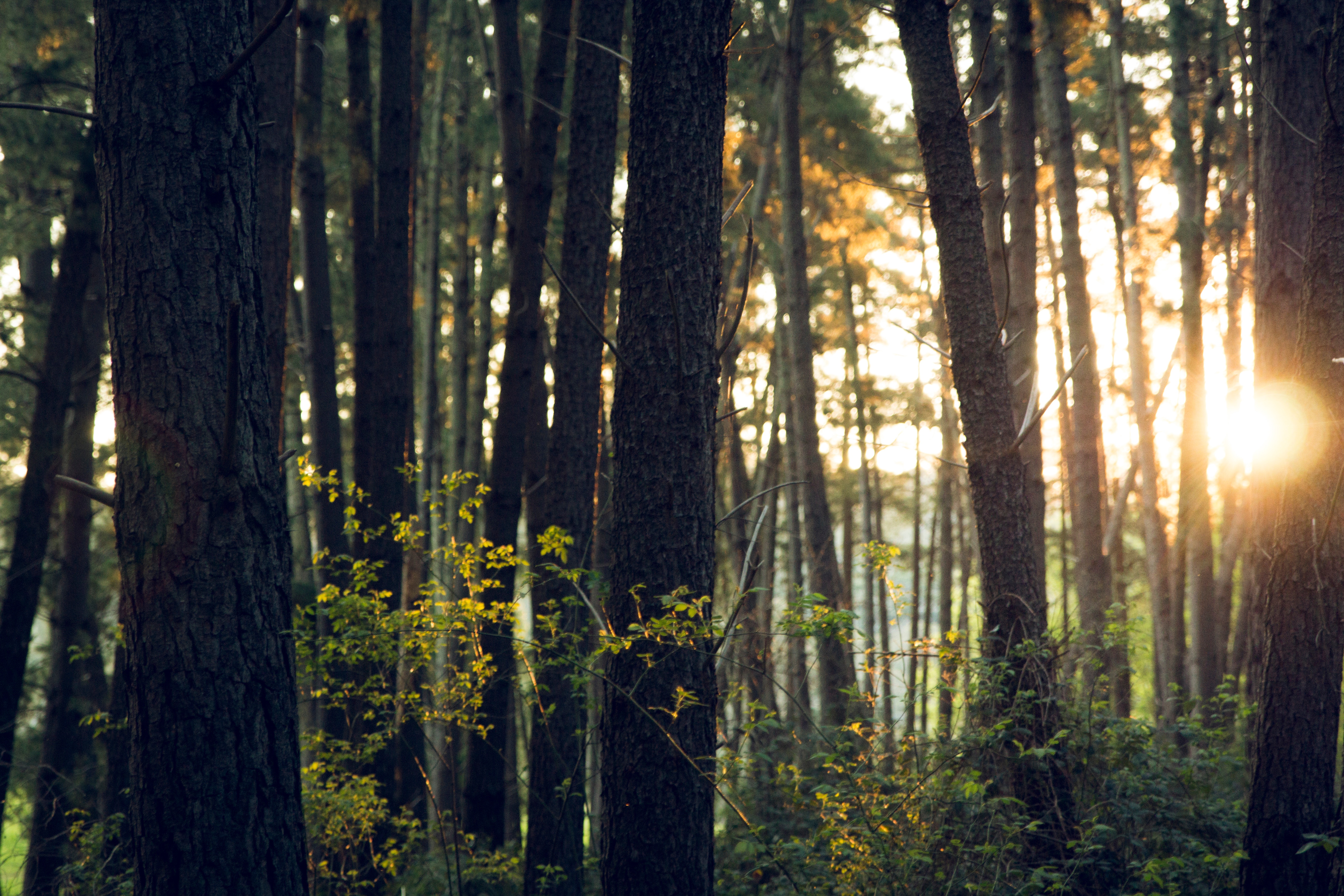 Бесплатное фото Солнечный свет в густом лесу
