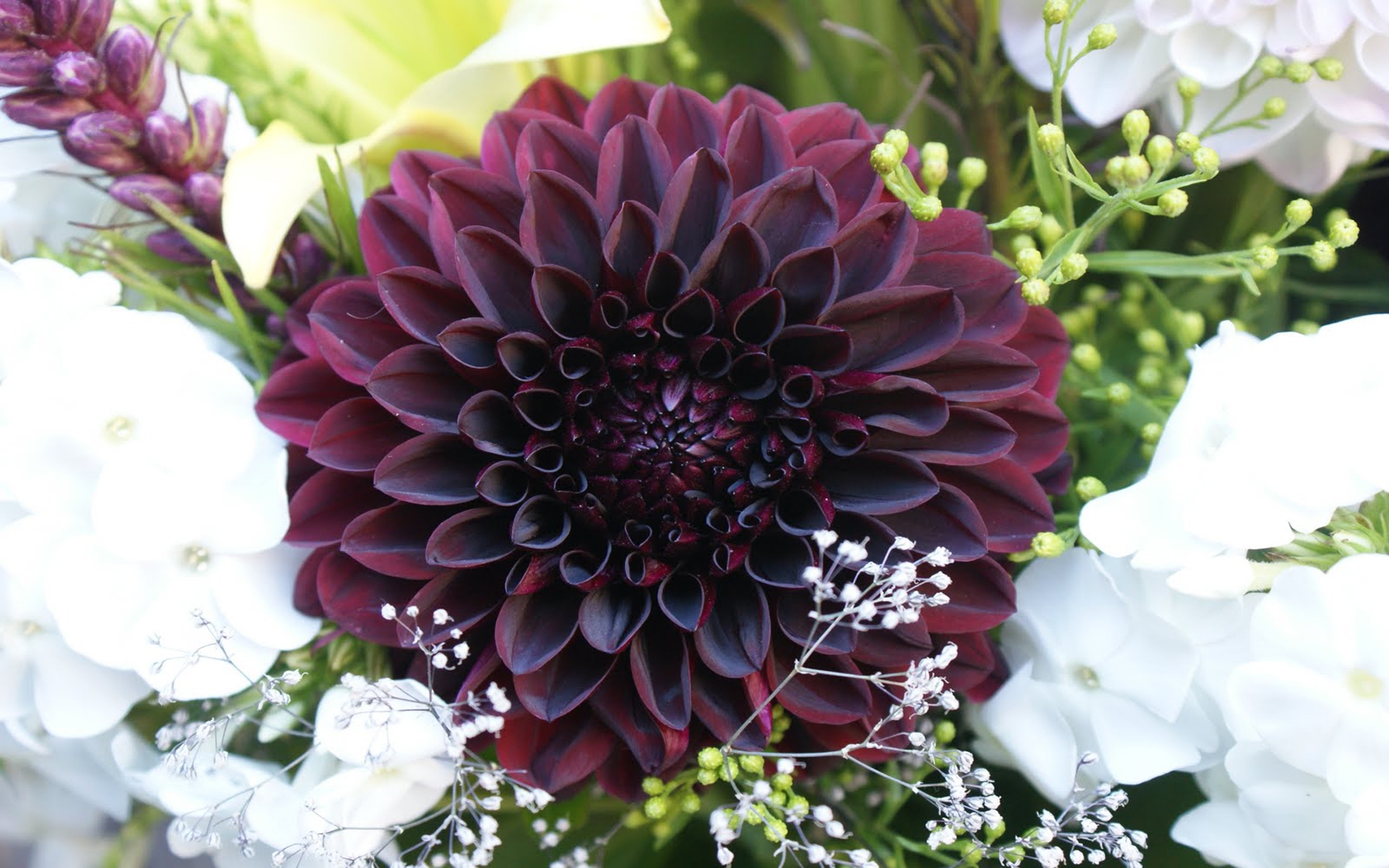 Free photo Dark red dahlia