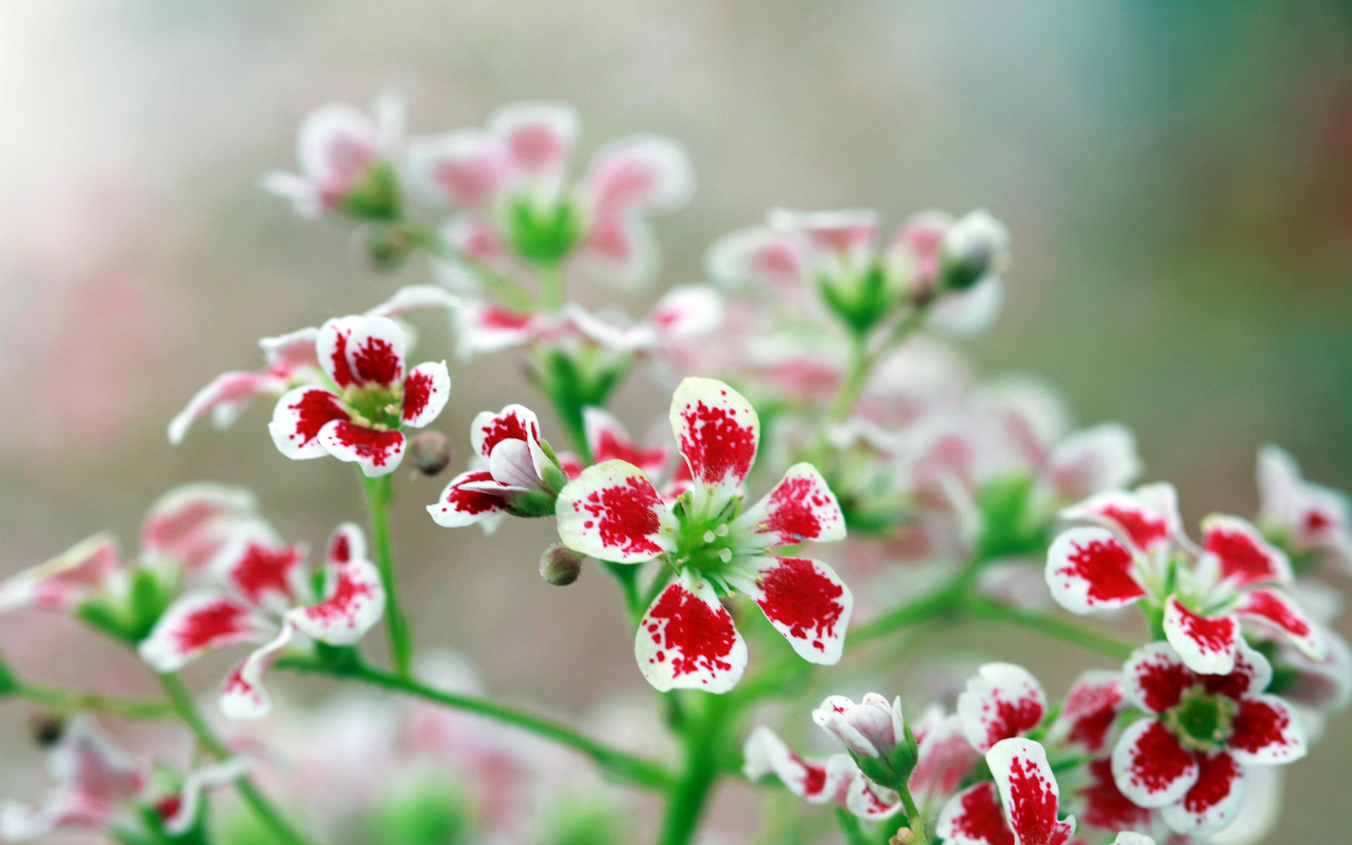 Free photo Little wildflowers