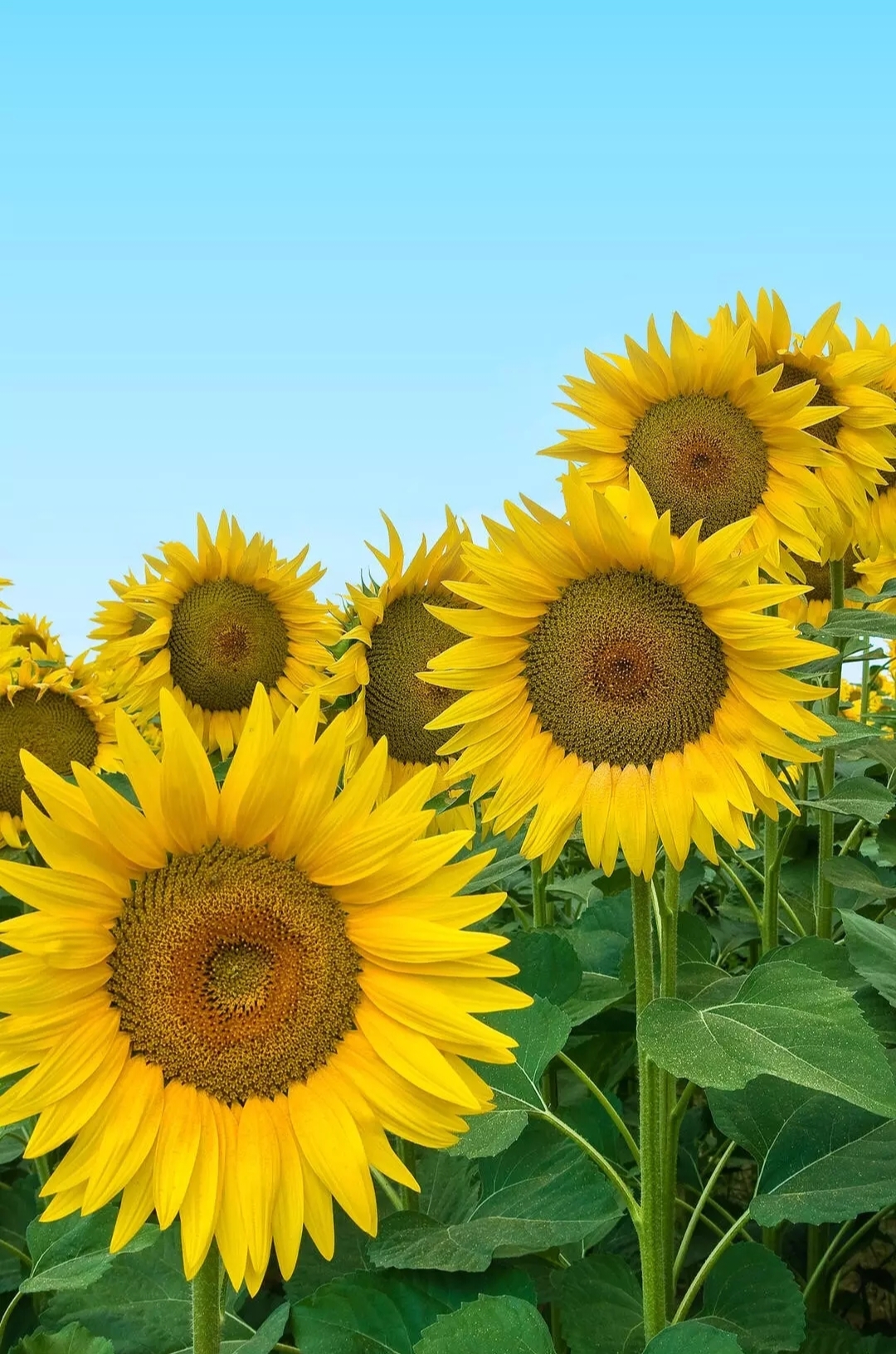 免费照片向日葵之海