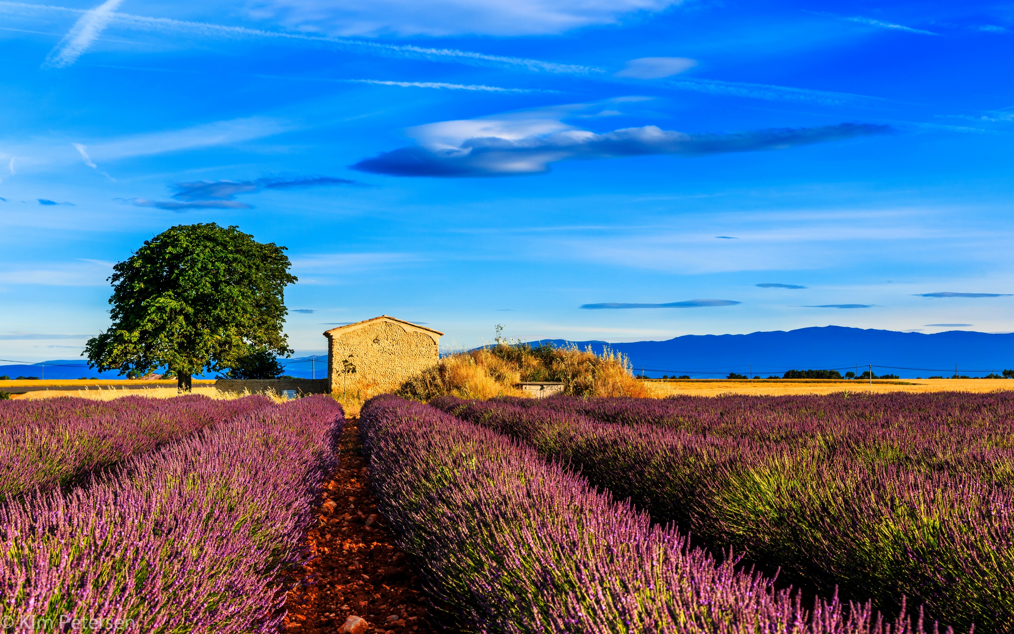 桌面上的壁纸领域 木材 鲜花