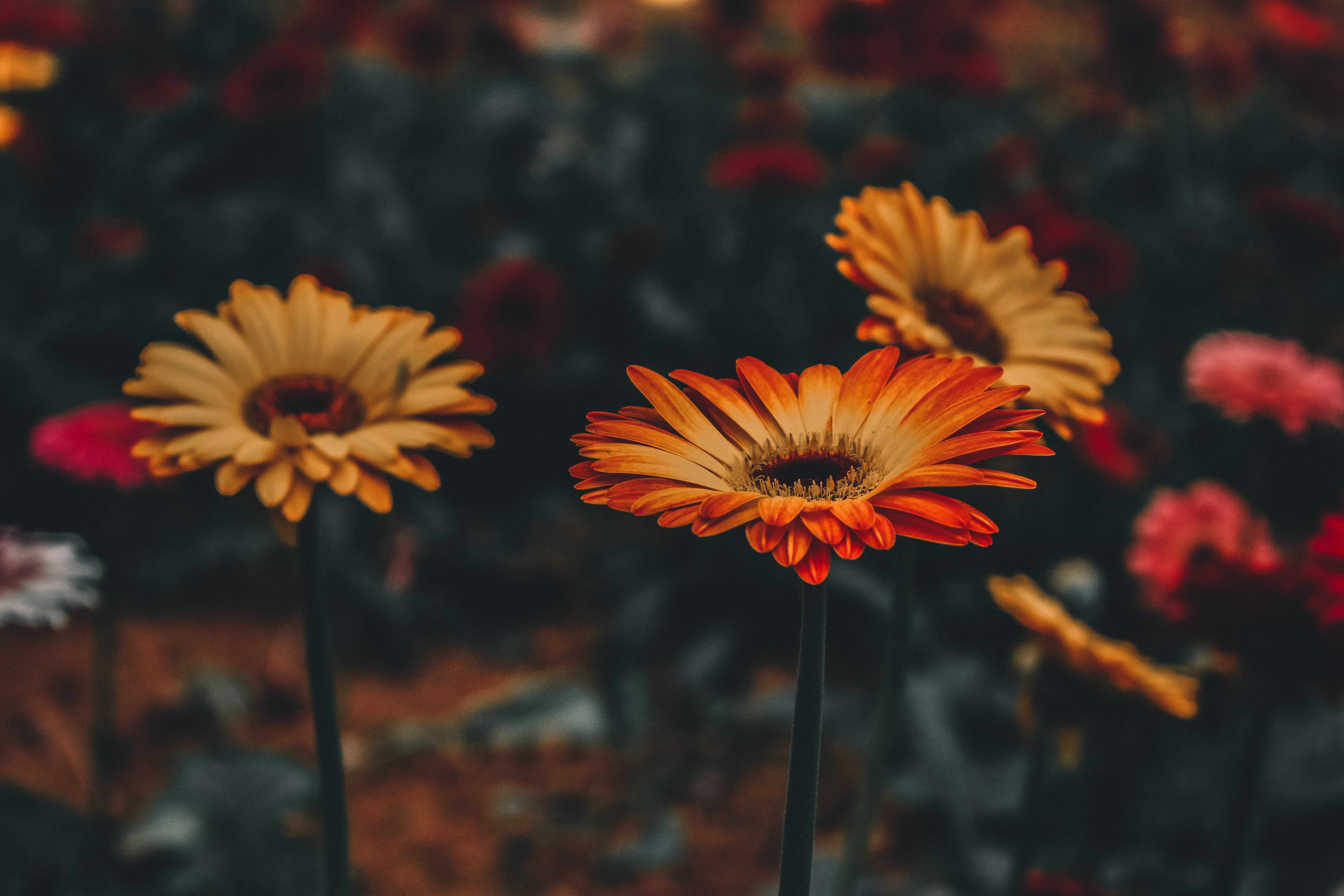 Free photo Beautiful gerbera flower