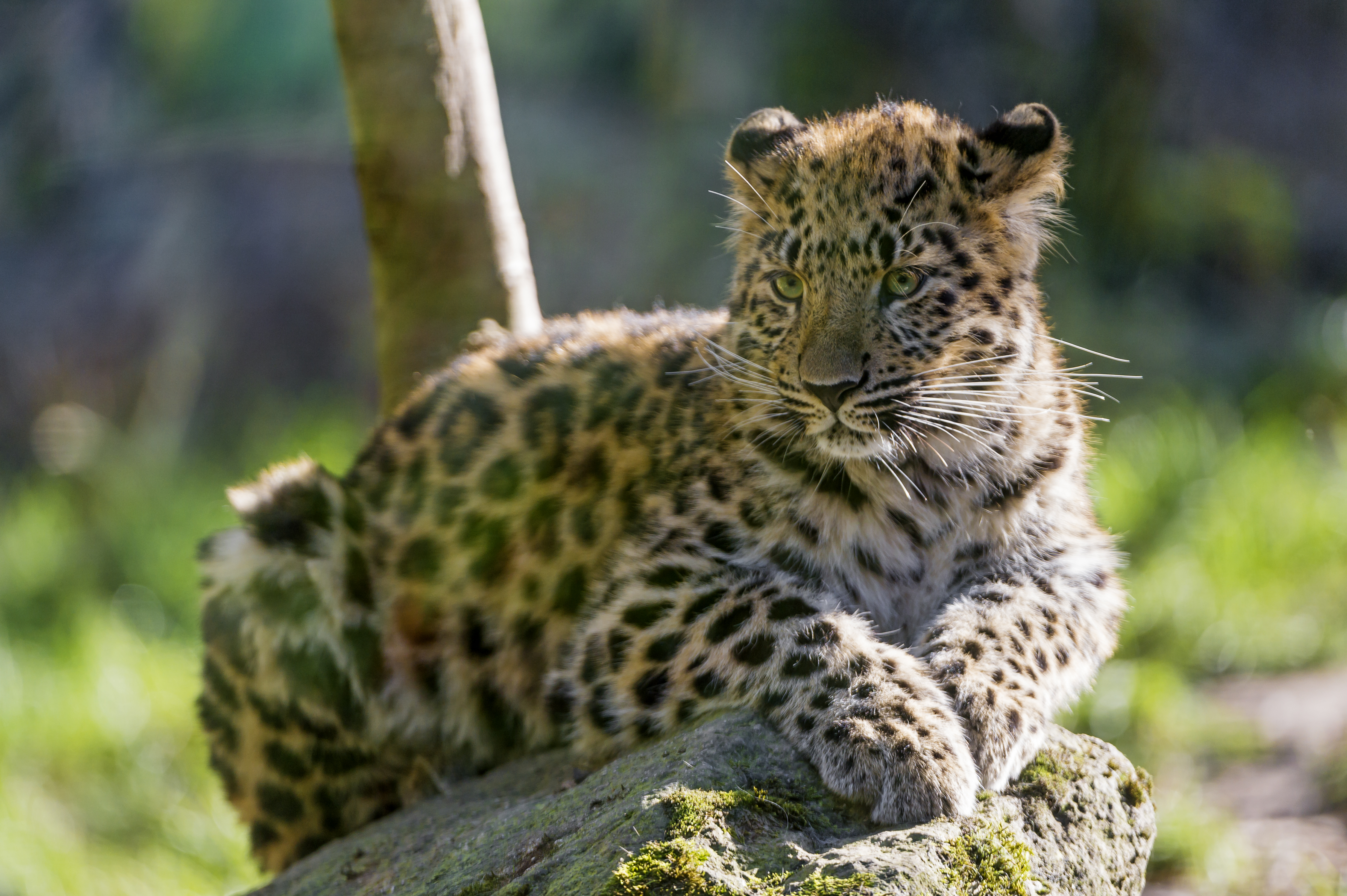 Wallpapers face young leopard predator on the desktop