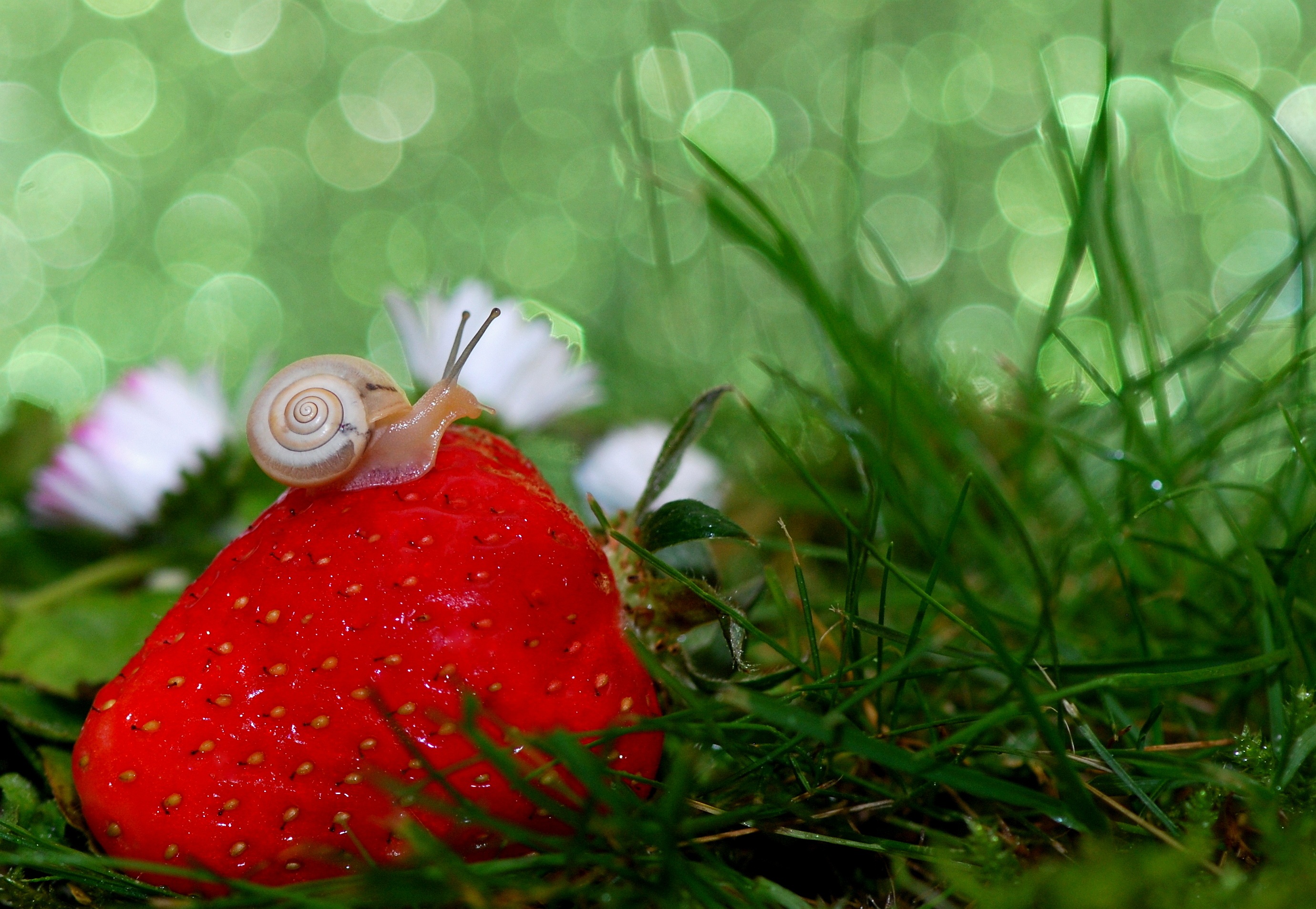 一只小蜗牛在新鲜草莓上爬行