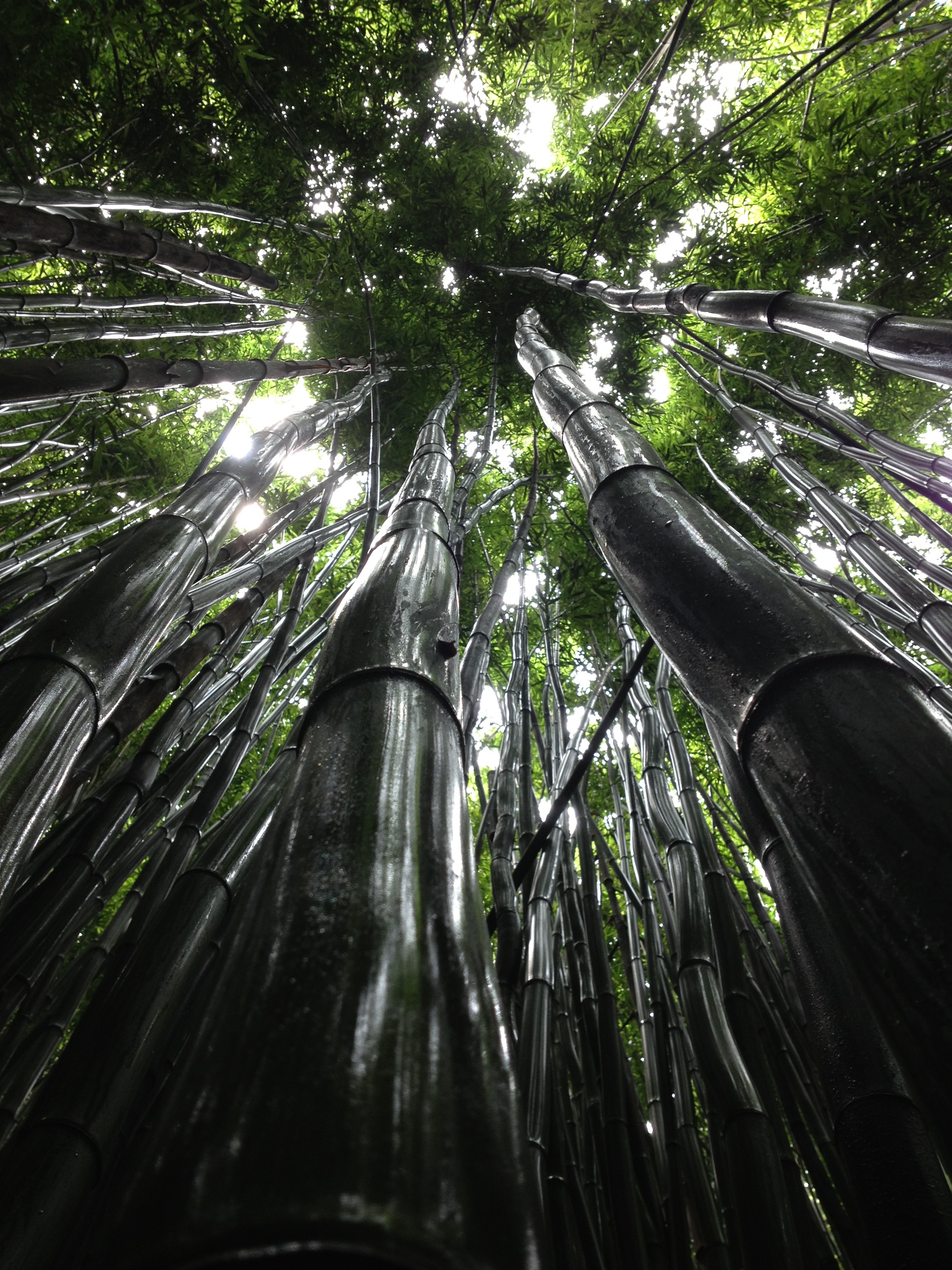 Wallpapers jungle branch tropical forest on the desktop