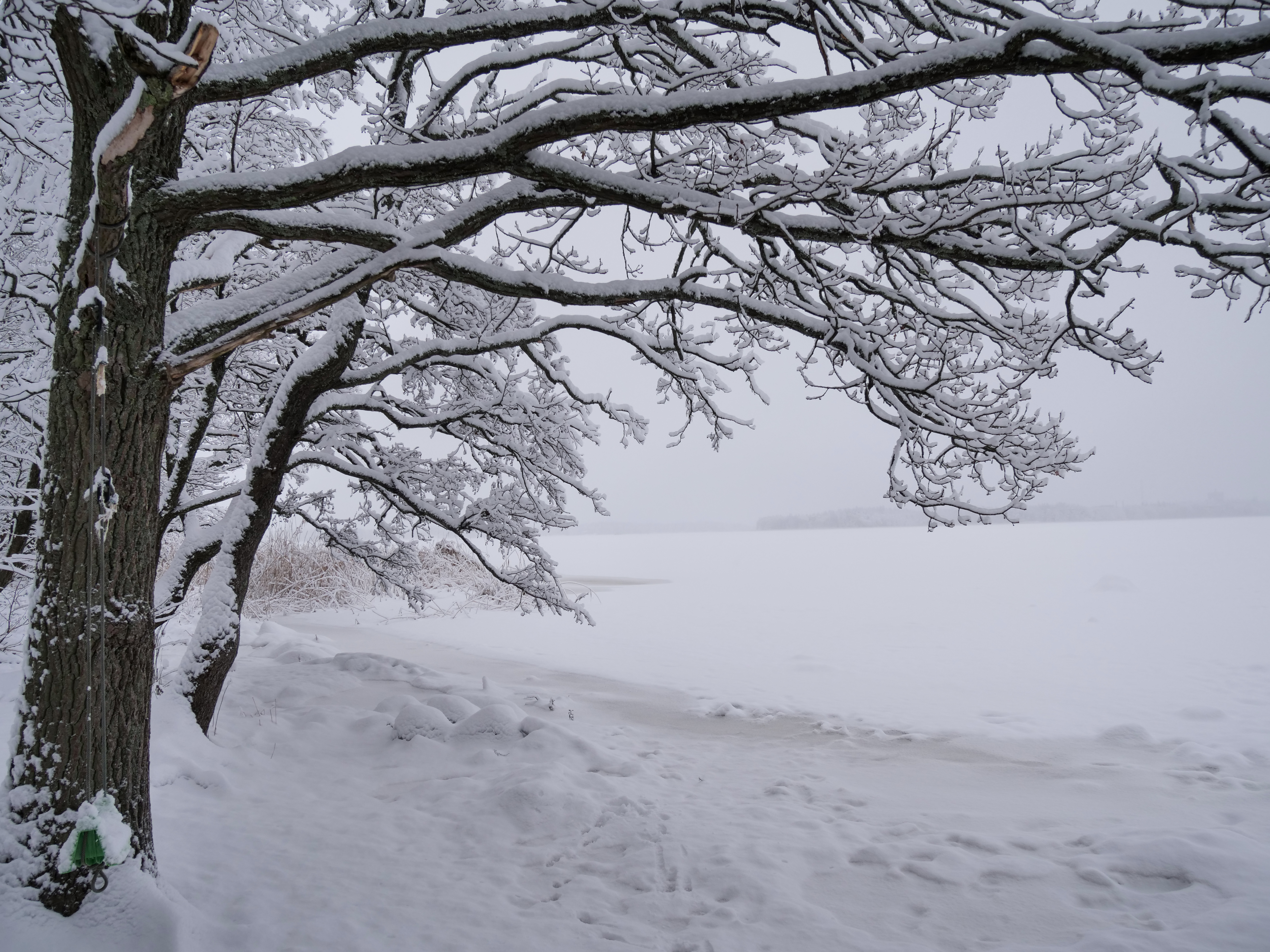 免费照片大雪将秋天的树木涂成了白色