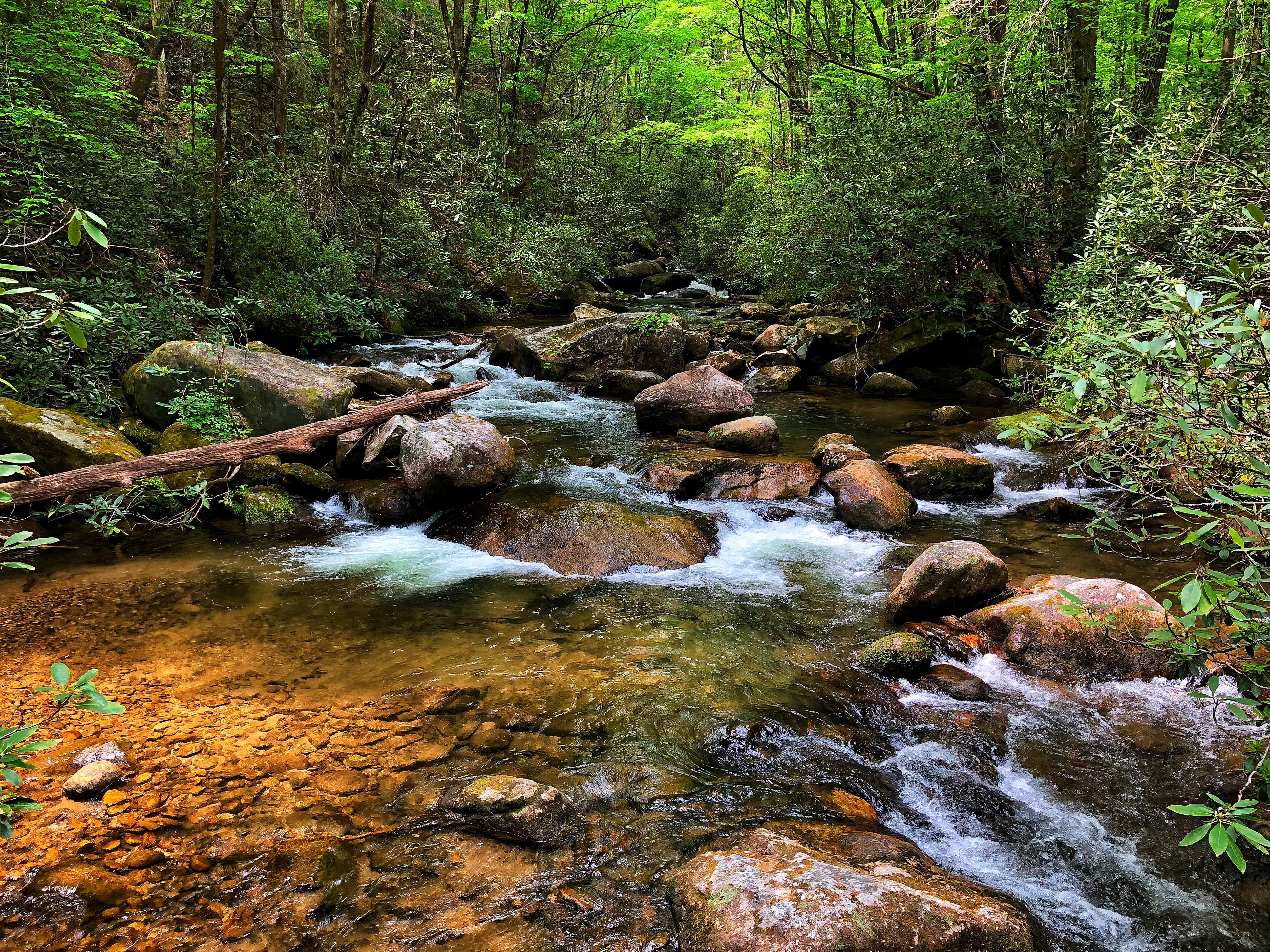 Free photo Spring in South Carolina