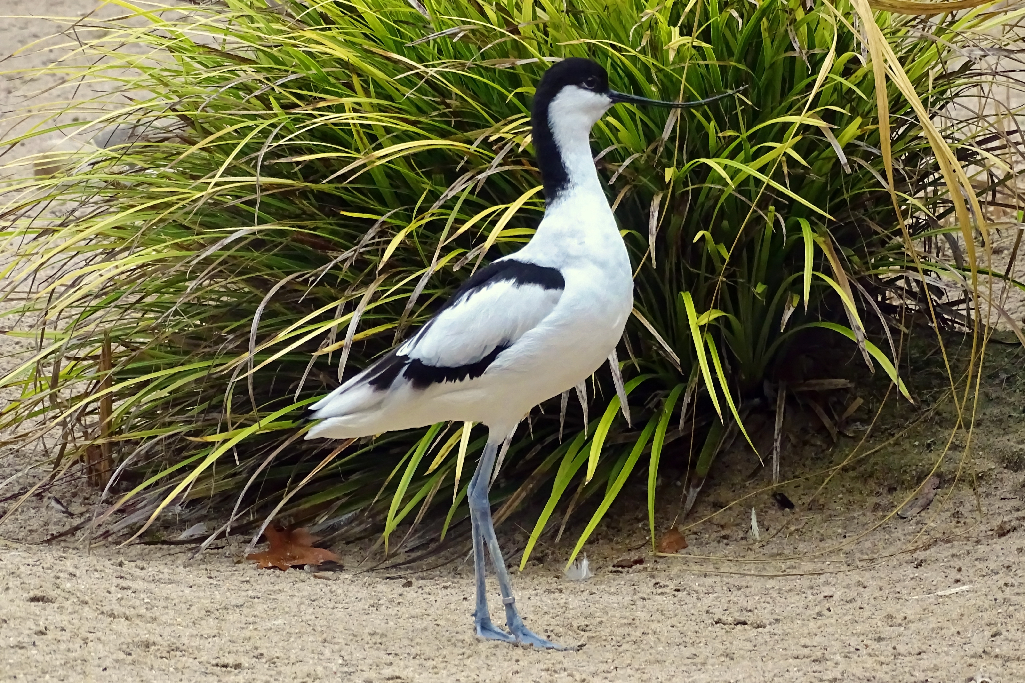 Free photo A black and white pintail standing next to a shrub