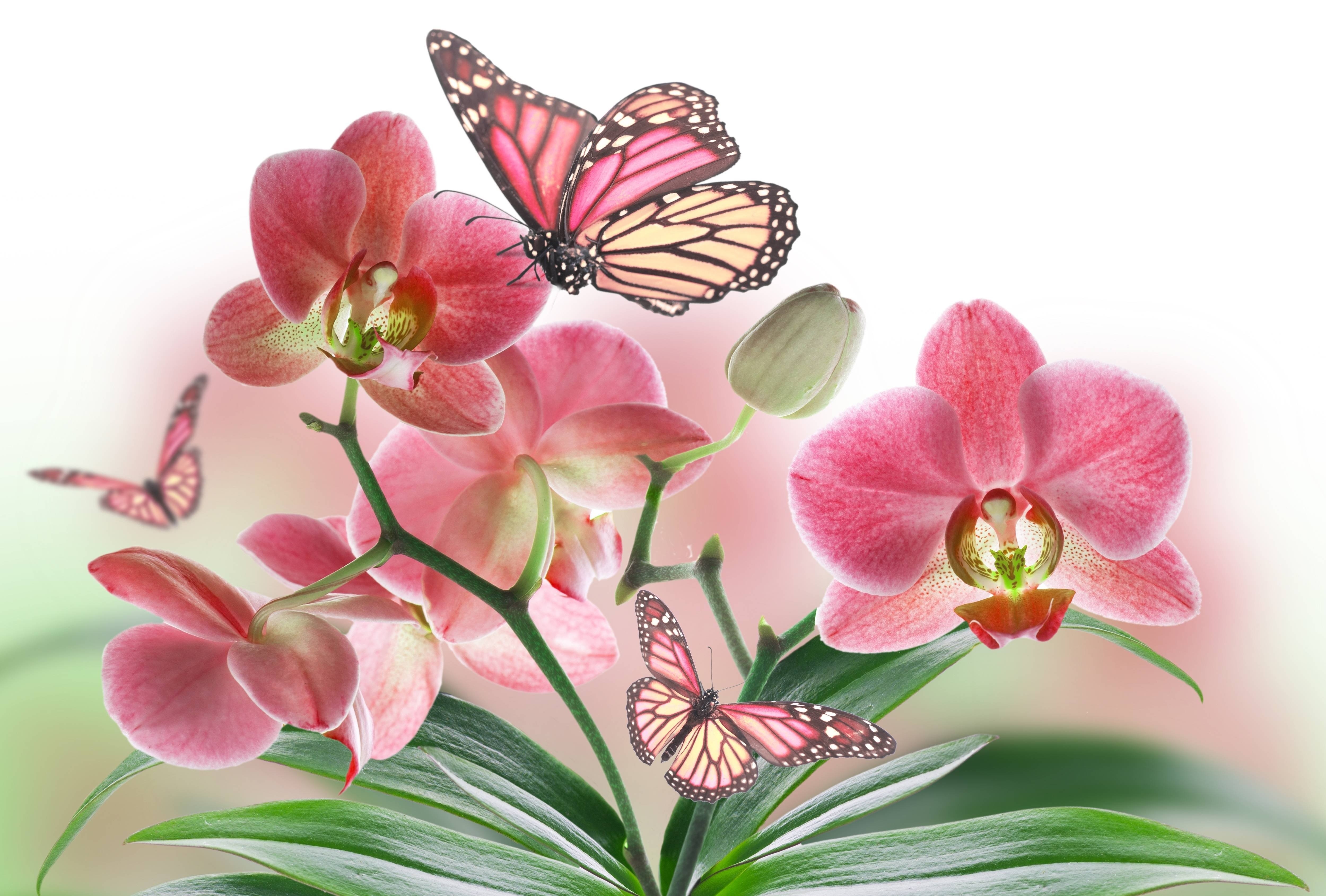 Обои бабочки розовый цветок бутон на рабочий стол