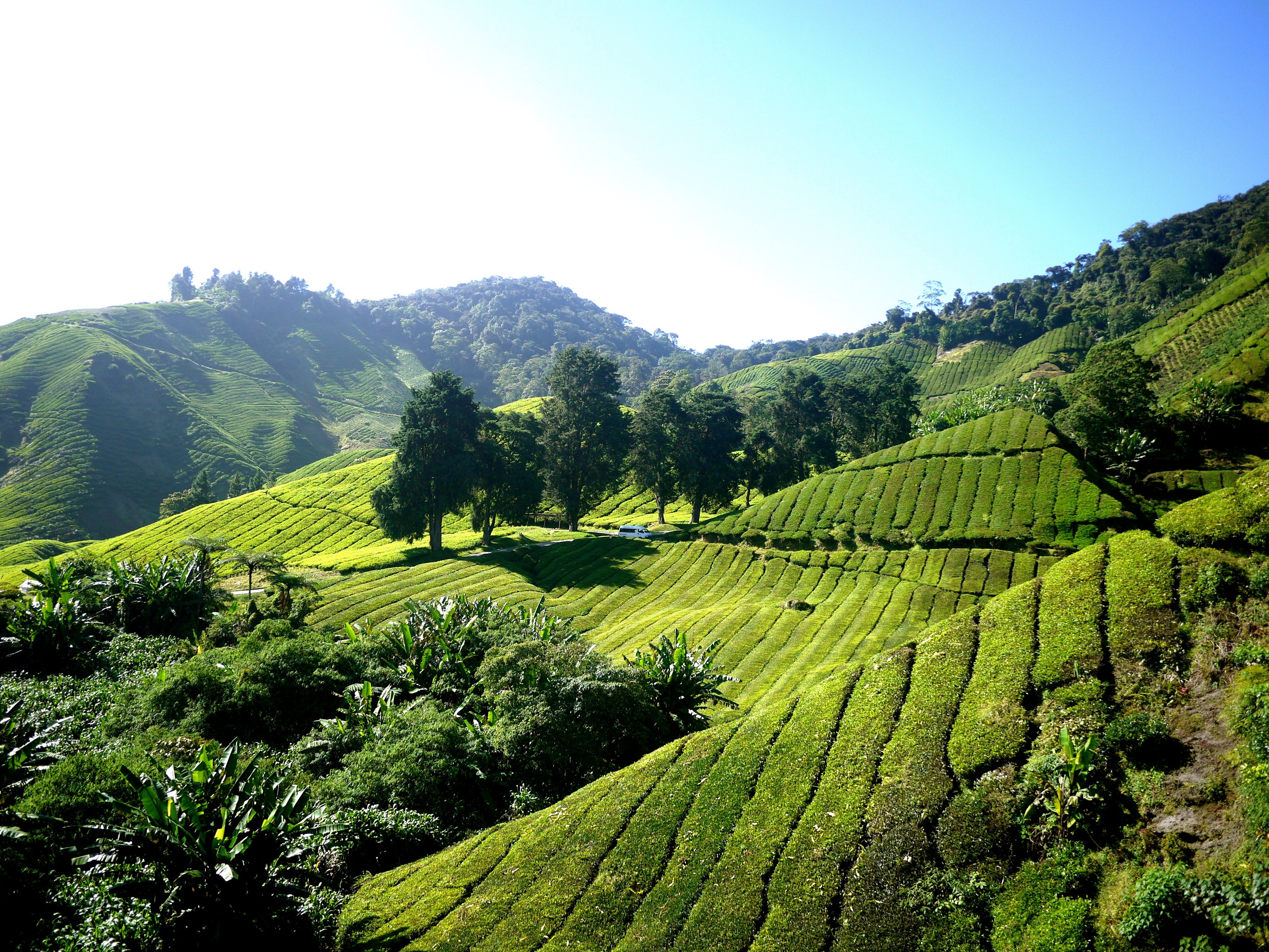 Wallpapers green valley tropical forest on the desktop