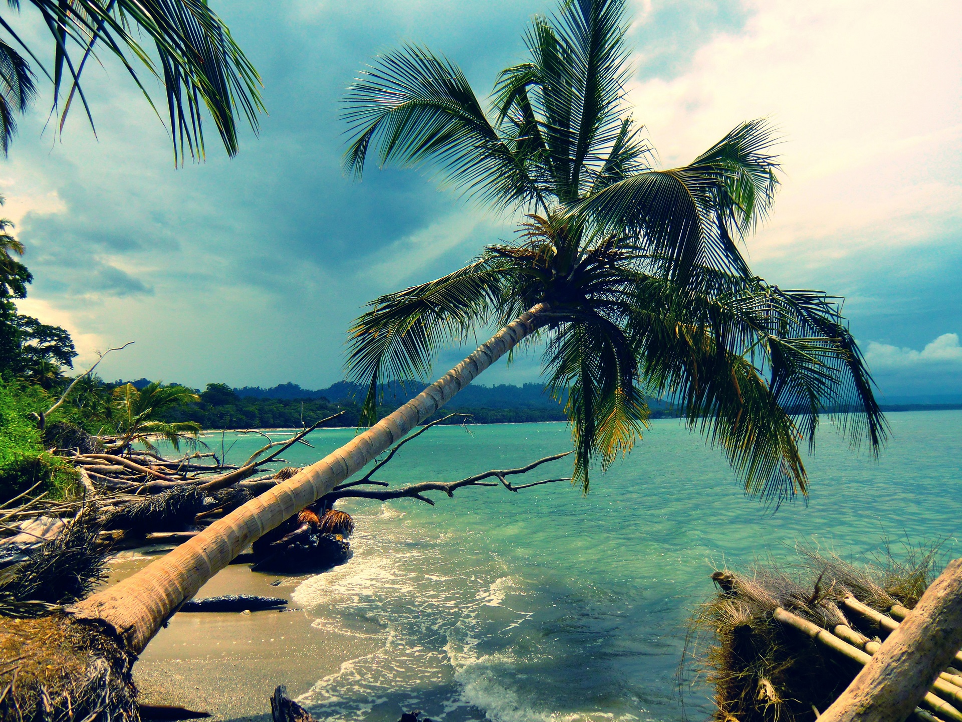 免费照片一棵棕榈树倚在水面上